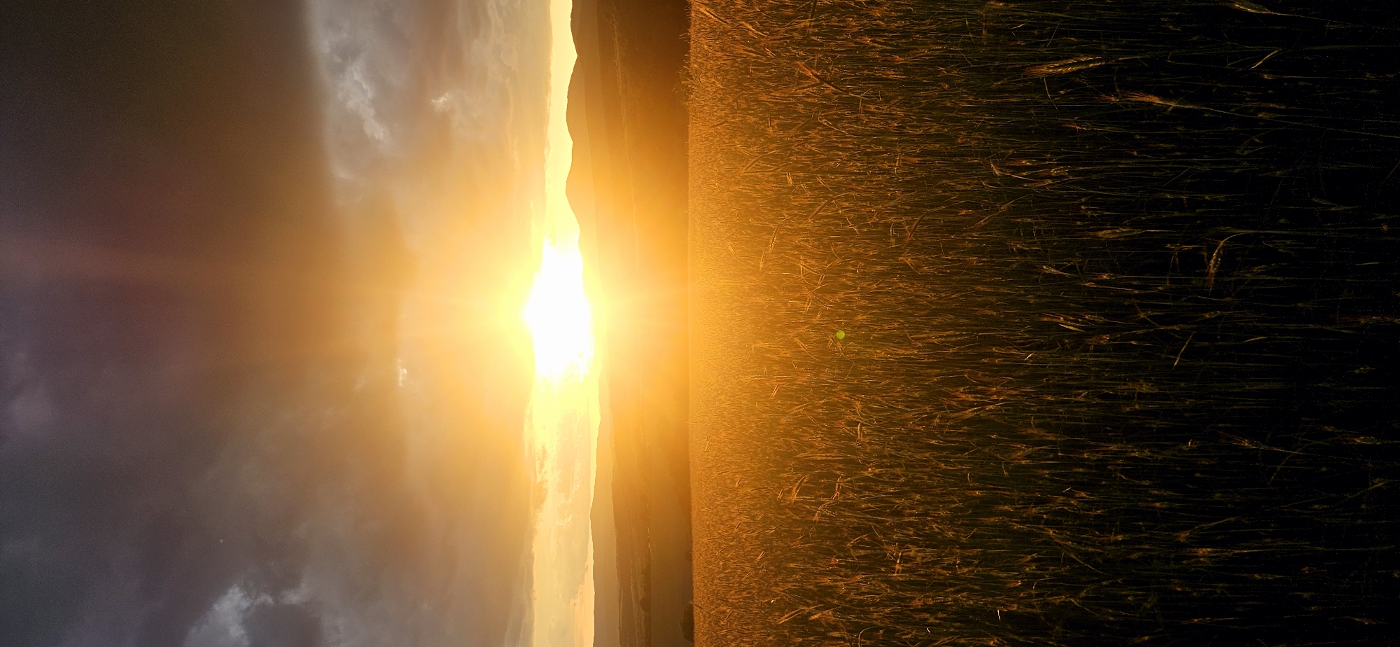 The image depicts a vast field of wheat or barley under a dramatic sunset. The sun, a brilliant orb of intense golden light, is low on the horizon, casting long shadows and illuminating the stalks of grain. The sky above is a tapestry of dark, brooding clouds interspersed with rays of light, creating a powerful contrast between light and shadow. In the distance, rolling hills or mountains are silhouetted against the fiery sky. The foreground is dominated by the dense field of wheat, with individual stalks visible, their tips catching the golden light. The overall impression is one of natural beauty and the raw power of the elements. The location is the area around Momin Prohod, Bulgaria, a region known for its scenic landscapes.