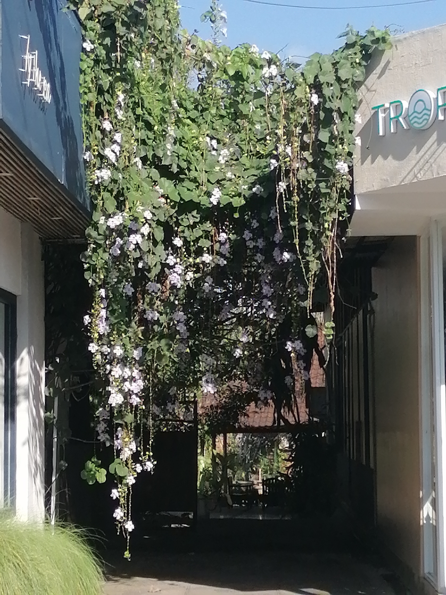 An overhead shot captures a lush, green vine with small white flowers cascading down from a building in what appears to be an outdoor walkway in Ubud, Indonesia. The vine hangs in front of an open archway that leads to a dimly lit interior space with visible tables and chairs. To the left, a dark blue facade with white text is partially visible. To the right, a light-colored building features the word "TROP" in large, green, three-dimensional letters, with a stylized circular logo containing waves and a sun. The sky above is a clear, bright blue. The foreground is dominated by a patch of vibrant green grass on the left side of the frame.