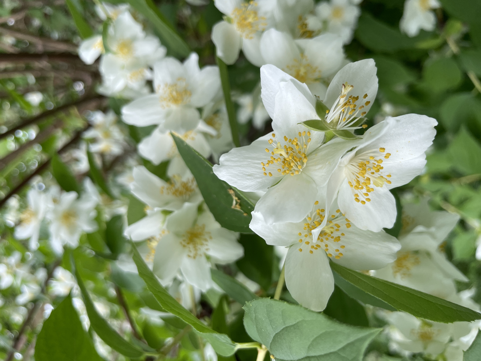 This is a close-up, eye-level shot of white jasmine flowers and green leaves. The flowers are in focus, with visible yellow stamens and delicate white petals. The background is softly blurred, showing more flowers and foliage, with hints of tree branches. The scene appears to be in a natural setting, possibly a garden or park. There are no people or man-made objects clearly visible. The lighting suggests it is daytime, with natural light illuminating the flowers. The overall impression is one of natural beauty and tranquility. This image was taken in the city of Khimki, Russia.
