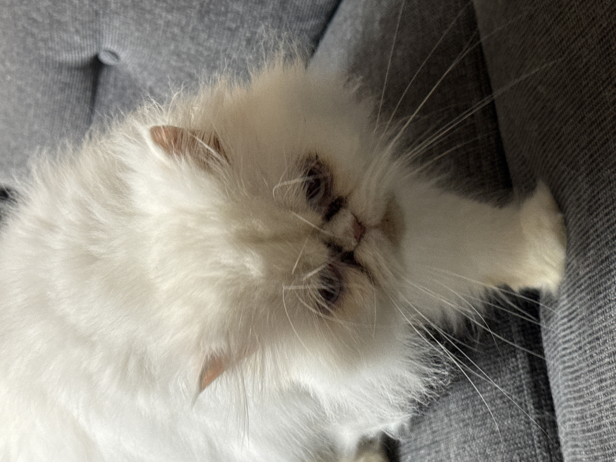 A white Persian cat with long fur and dark eyes is lying on a gray sofa. The cat's face is partially obscured by its fur. The sofa has a tufted texture. The background is blurred and out of focus, suggesting an indoor setting. There are no people present in the image, and no specific location in Burgas, Bulgaria can be identified from the visual information provided.