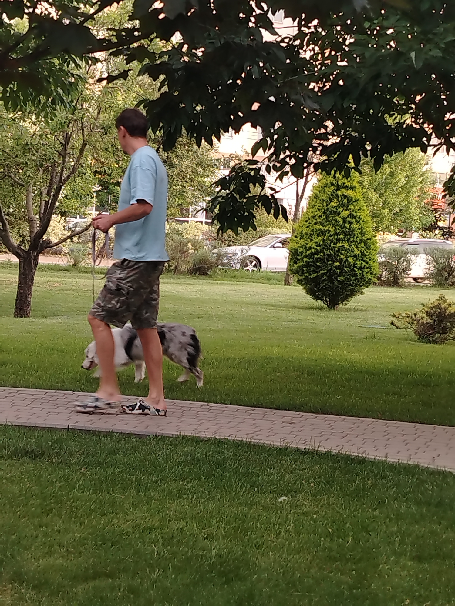 A person is walking on a paved path in a grassy area with trees and bushes. The person is wearing a light blue t-shirt and camouflage shorts, and is holding a leash attached to a dog. The dog is a medium-sized breed with gray and white fur, and appears to be walking beside the person. In the background, there are cars parked on a street and buildings. The scene appears to be in a residential area, possibly a park or a courtyard, in Krasnodar, Russia. The time of day is likely late afternoon or early evening, given the lighting.