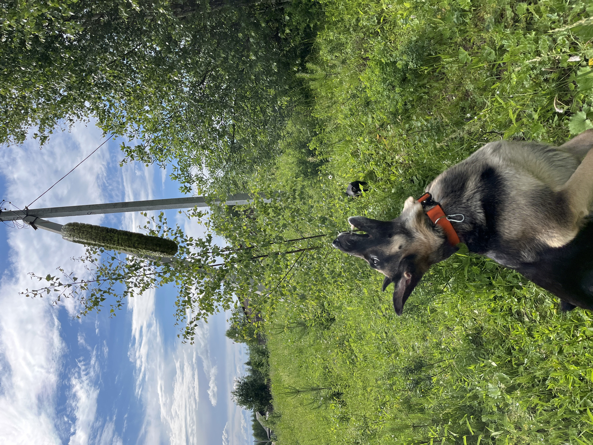 In a grassy, rural area, a German Shepherd dog in an orange collar is jumping to catch a treat attached to a wire above it. The treat appears to be a cylindrical object wrapped in a green mesh. A thin wire is strung between a pole and a tree, with the treat suspended from the wire. The dog is looking upwards with its mouth open, in mid-air. A second, smaller black dog is visible in the background, also in the grass. Trees and vegetation surround the area, with a cloudy blue sky overhead. The location appears to be a dacha or village outskirts, consistent with areas surrounding Nizhny Tagil, Russia.