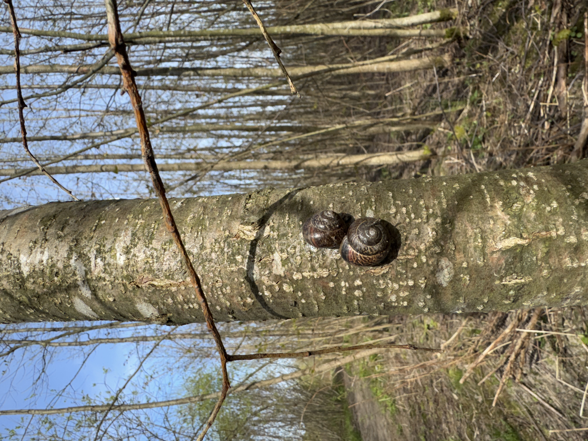 The image depicts a close-up of a fallen tree trunk in an arboreal environment. Two snails are affixed to the surface of the trunk. Behind the trunk is a dense thicket of trees, creating a tunnel-like effect. The sky is visible in the upper left, indicating a daytime shot. The image's orientation suggests it was taken from a tilted or rotated position. The location of Kronstadt, Russia, cannot be definitively confirmed from the image's visual content alone. There are no people visible.