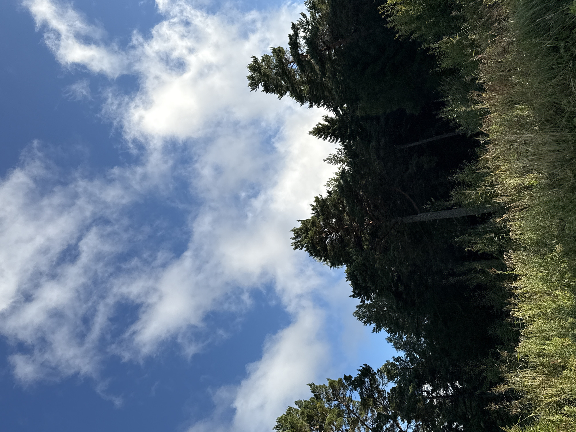 This is a photograph of a forest edge with a bright blue sky filled with wispy white clouds. The forest appears to be a mix of coniferous and deciduous trees, with the trees on the left and right sides of the frame being taller and more prominent. The foreground consists of tall, dry grasses and some green vegetation, suggesting an outdoor environment. The lighting indicates it is daytime, likely with the sun positioned behind the viewer or to the side, casting some shadows within the foliage. The image captures a natural landscape, possibly a park or rural area. The location is identified as Harkujärve, Estonia. There are no people or animals visible in the image.