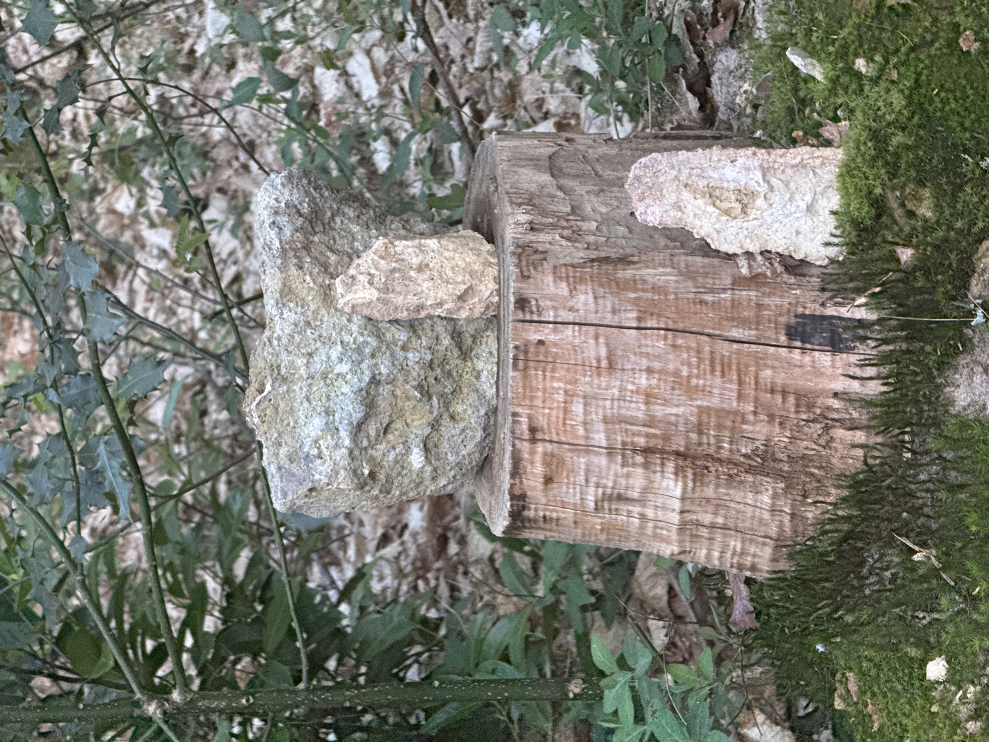 This image captures a close-up view of natural elements in a woodland setting, likely in Gometz-le-Châtel, France. The primary subjects are a weathered wooden log, several rocks, and dense moss and foliage.
A sturdy, light brown wooden log or tree stump lies horizontally, showing distinct wood grain and a rough, aged texture. On the left end of this log, two rocks are stacked. The bottom rock is large, irregularly shaped, and light grey with a rough, mottled surface. Perched on top of this large rock and resting against the log is a smaller, flatter, off-white rock.
The right side of the wooden log is heavily covered with vibrant green moss, which extends down towards the unseen ground. Next to the moss, a light-colored, irregular growth, possibly a type of fungus or a piece of decaying bark, adheres to the log's surface.
The background is softly blurred, revealing an abundance of green foliage, including thorny-looking branches and leaves that appear to be from holly or a similar plant. The lighting is natural and diffused, suggesting daytime, possibly under a tree canopy or on an overcast day. There are no people, explicit events, or discernible text visible in the image. The arrangement of the rocks on the log creates a small, informal cairn-like structure within the natural environment.