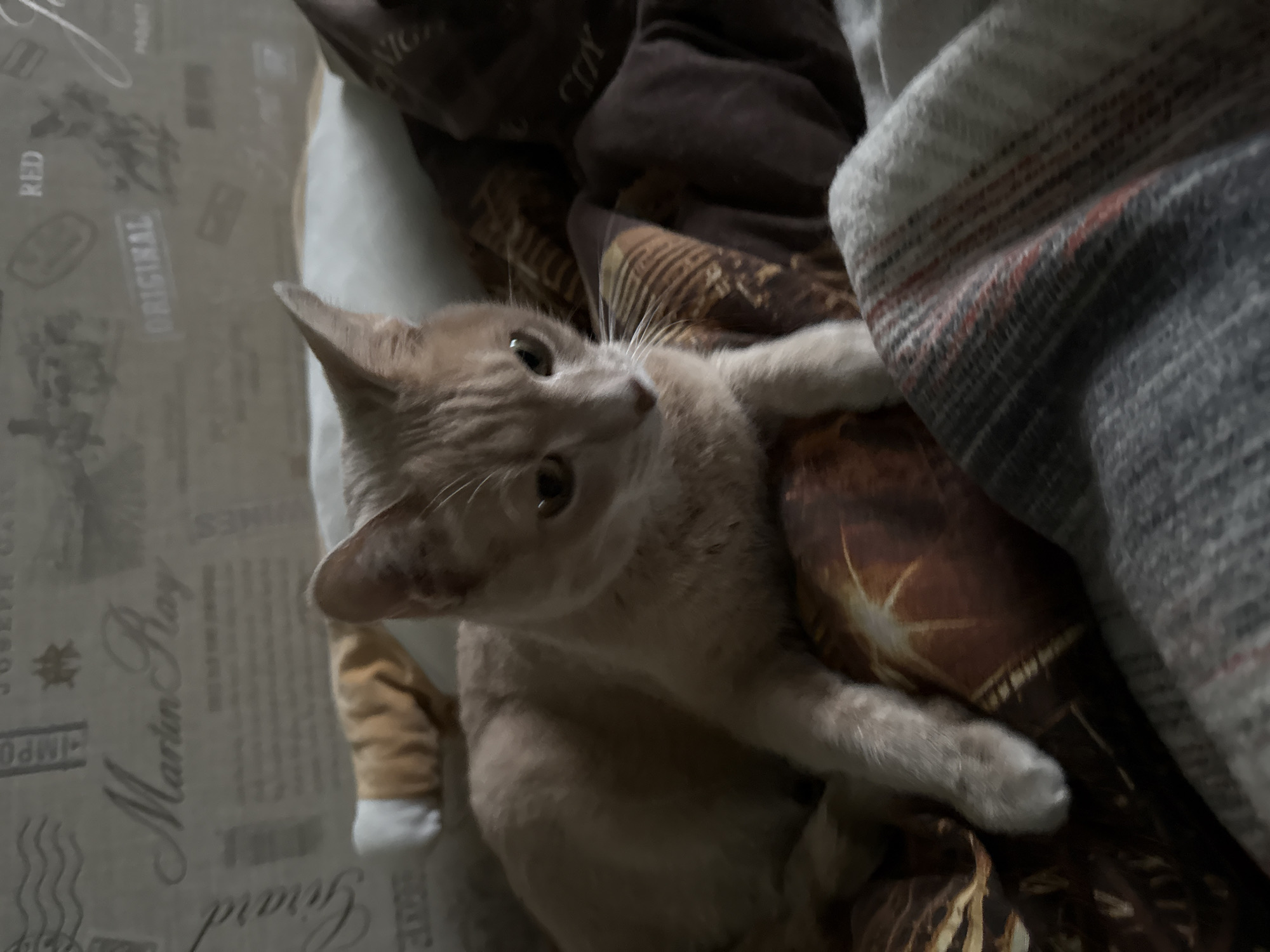 A ginger cat lies on bedding with a brown patterned duvet and a gray blanket. The bedding lies on a surface patterned with faint text labels including "RED", "ORIGINAL", "Martin Ray", and "Giraud". The image's location cannot be determined.
