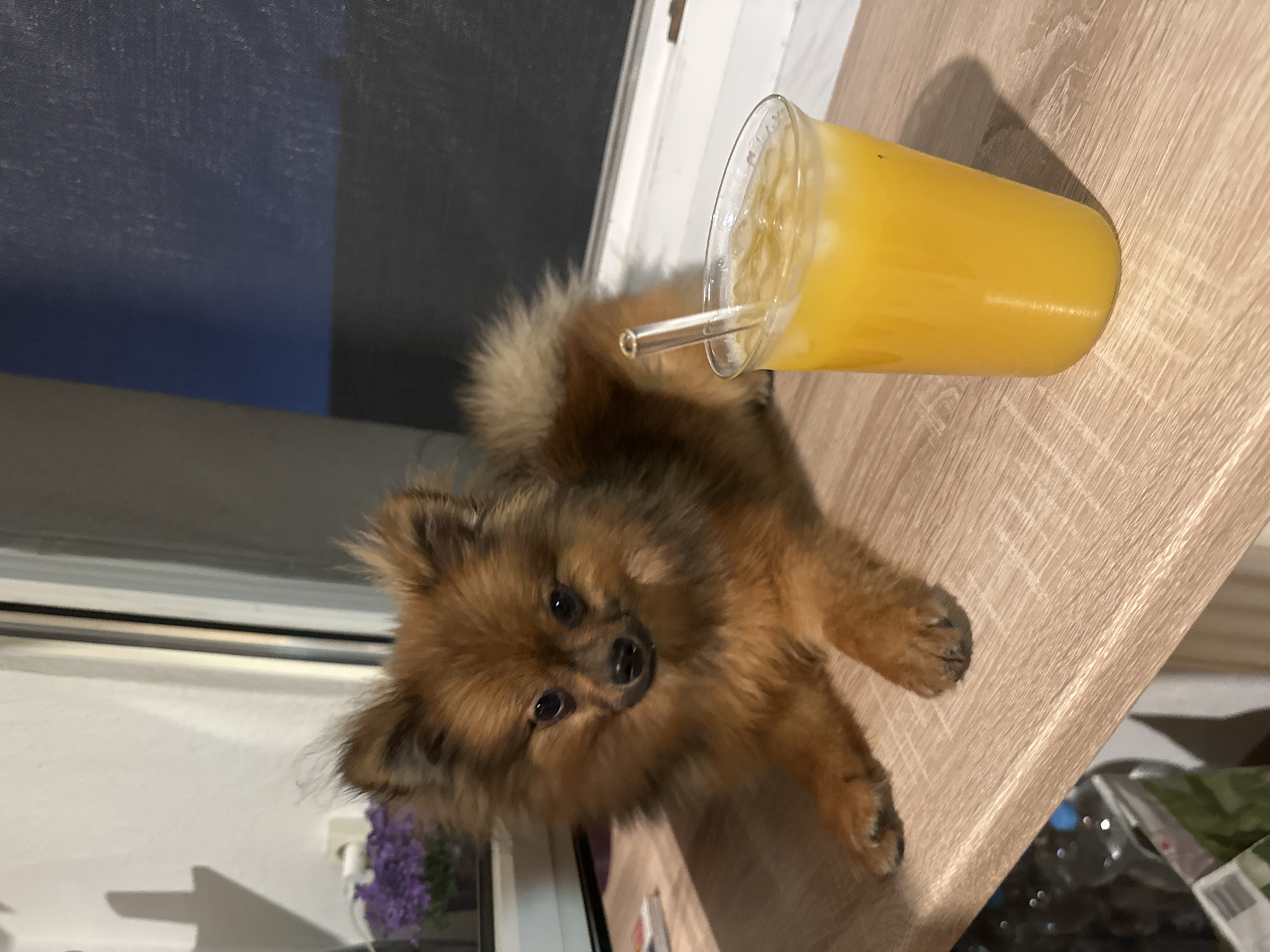 A small, brown Pomeranian dog is positioned on a light brown wooden surface next to a tall, clear glass filled with an orange liquid and ice, a clear straw protruding from the liquid. The scene is illuminated with what appears to be indoor artificial lighting. In the background, there's a window with a dark blue or black covering, as well as some glimpses of plants and packaging under the wooden surface. There's no clear indication that the image was taken in Arzberg, Germany.