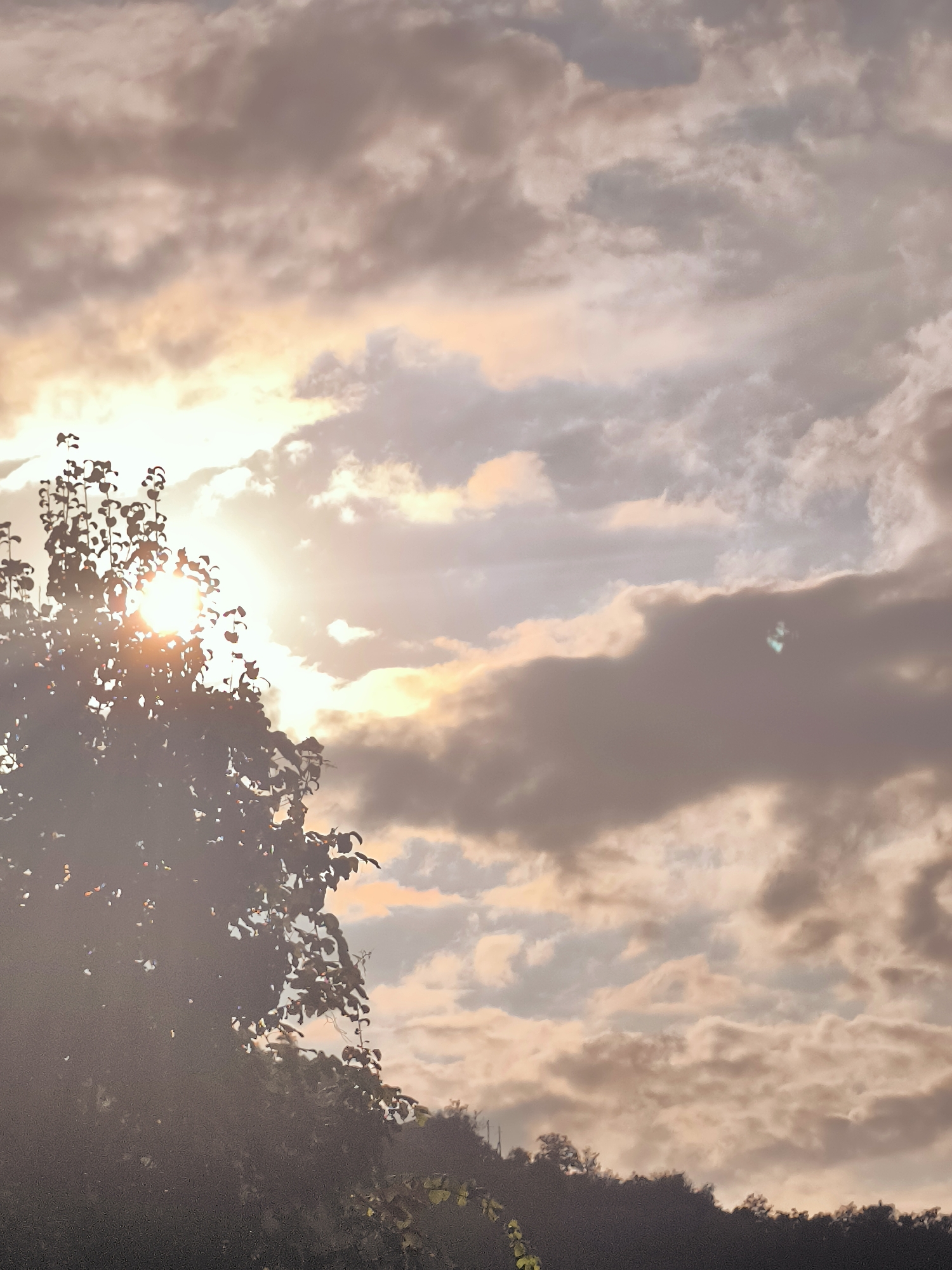 The image depicts a tree silhouetted against a cloudy sky, illuminated by the sun. The sun's rays are visible peeking through the branches and leaves of the tree, creating a bright, diffused light. The clouds are a mix of light and dark shades, with hints of orange and pink suggesting it may be near sunrise or sunset. The bottom of the image shows a dark silhouette of foliage, likely indicating the tree is at the foreground. The overall mood is serene and natural. Without further information, the specific location in Batumi, Georgia cannot be determined.