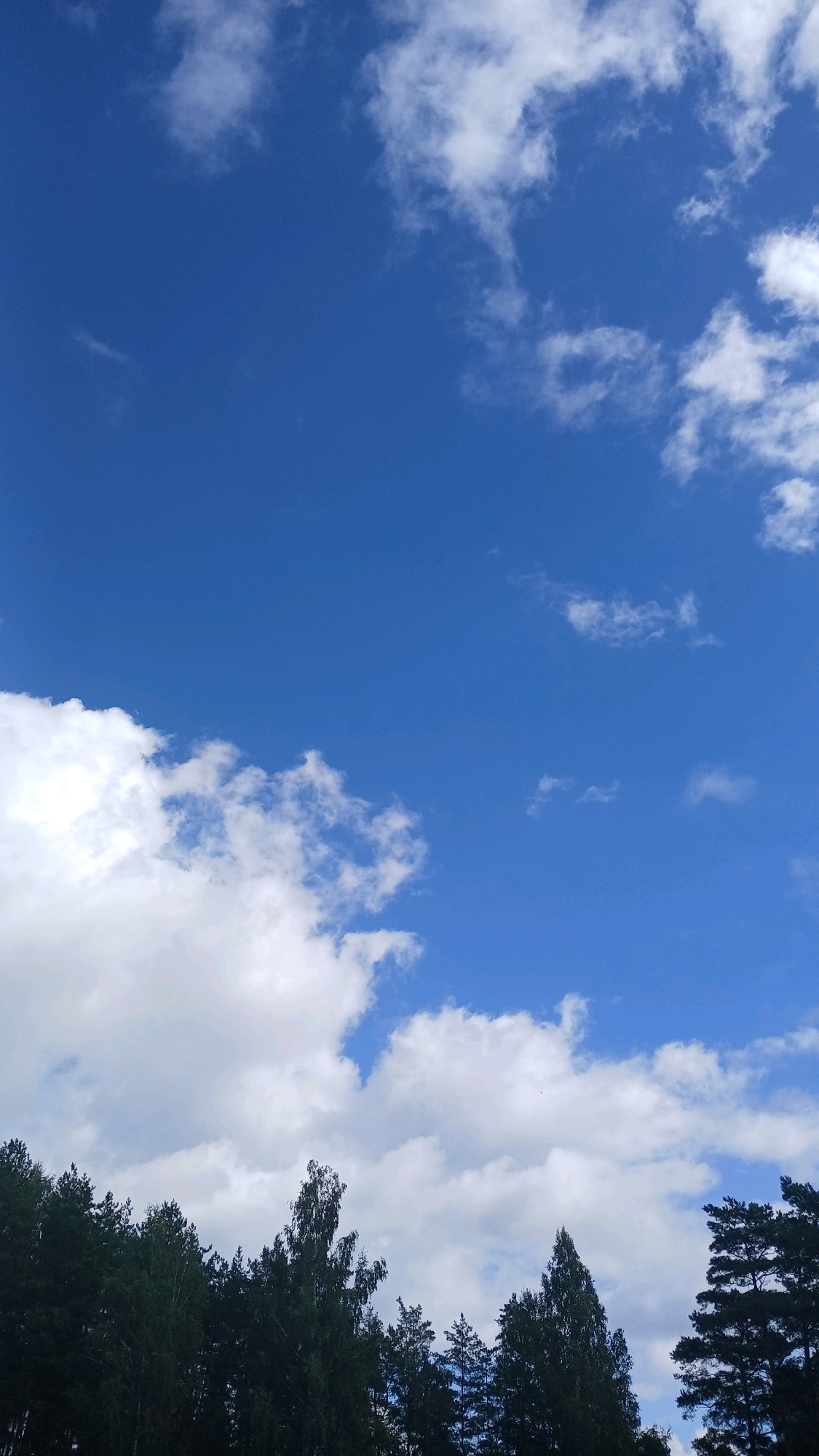 The image captures a bright, clear blue sky with scattered white cumulus clouds. The bottom of the frame shows the dark silhouettes of a dense forest, consisting of coniferous and deciduous trees. The trees are densely packed and appear tall, with the distinct shapes of pine and birch trees visible. The scene suggests a natural, outdoor environment. No people, animals, or man-made structures are visible. The lighting indicates it is daytime, likely mid-morning or afternoon due to the brightness of the sky and the distinct cloud formations. The location is specified as Visaginas, Lithuania, implying this is a view of the sky above the city's surrounding natural areas.