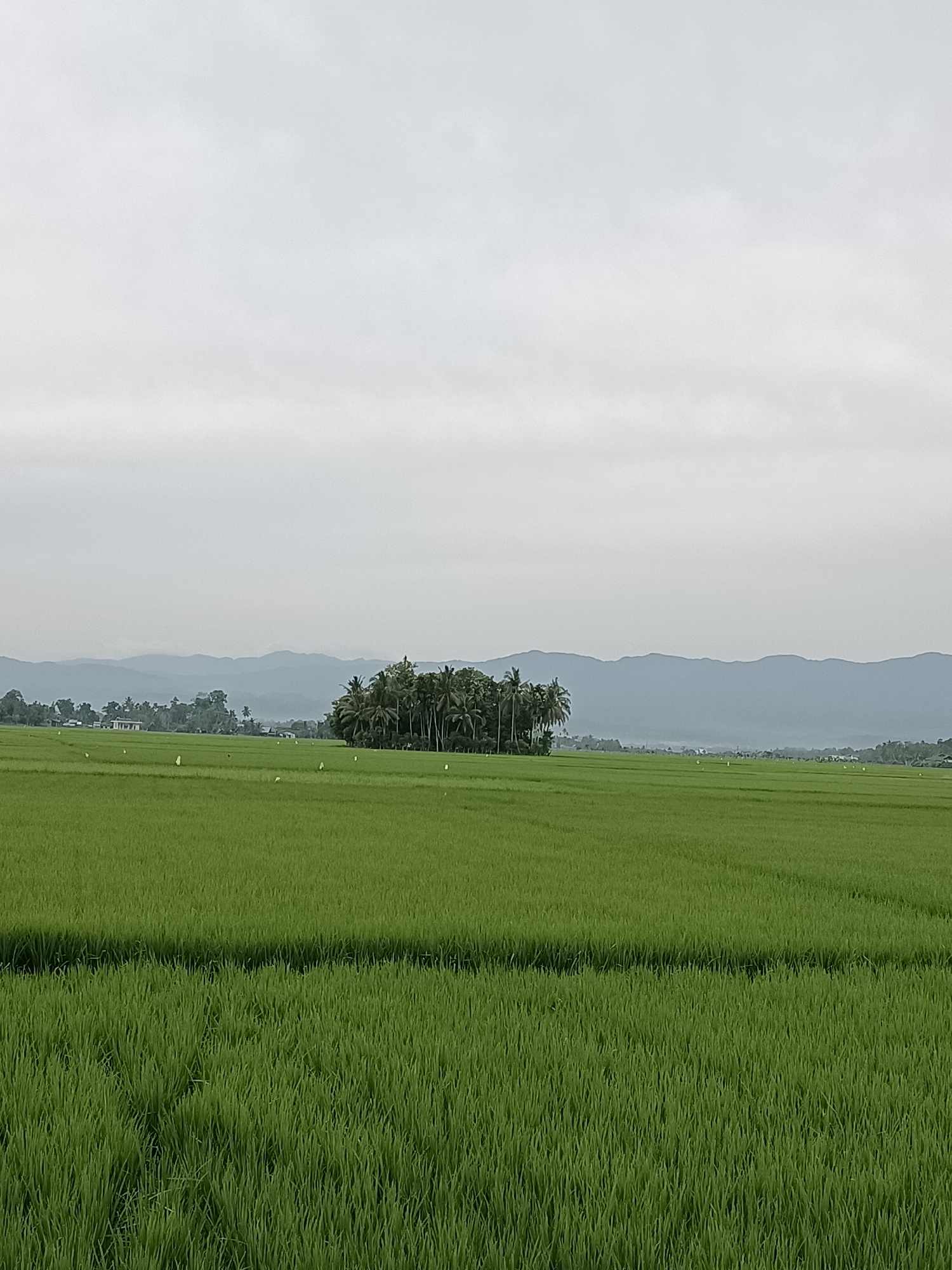 The image shows a vast, green rice paddy field under a cloudy sky. In the distance, a cluster of palm trees and other vegetation stands out, with mountains forming a backdrop. Several small white objects are scattered across the field, possibly scarecrows or markers. The overall scene depicts a rural landscape, likely in the region of Blang Lilue, Indonesia, characterized by agricultural land and natural scenery.