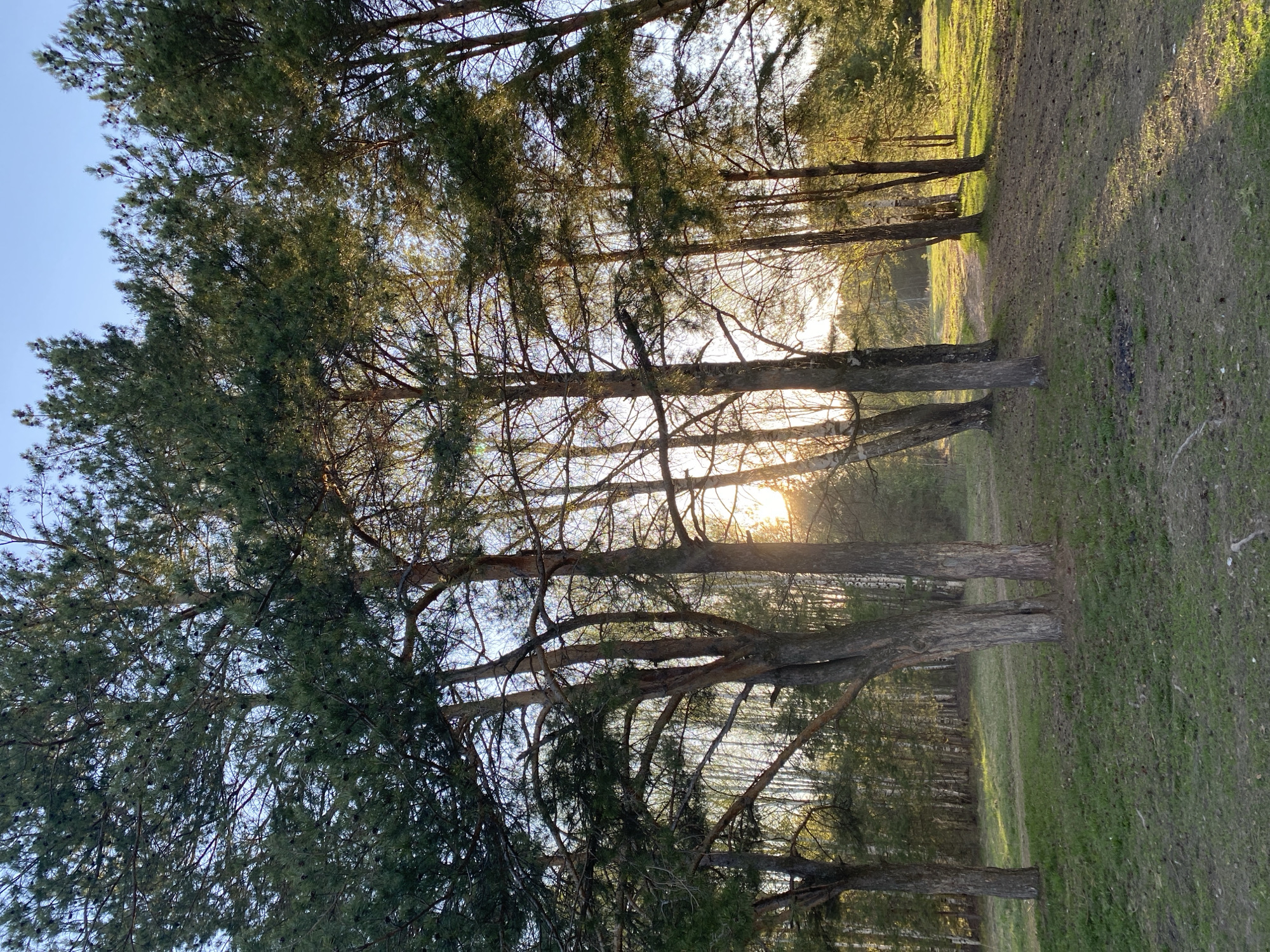 The image depicts a wooded area, likely a park or forest, at sunset or sunrise. The camera is positioned low, looking up through a stand of tall pine trees. The sunlight is filtering through the trees, creating a bright glare in the center of the frame. The ground is covered with grass and some areas of exposed dirt or fallen leaves. There are no people visible in the image. The location is presumed to be in or near Chaikovsky, Russia, but there are no distinctive landmarks or signs to confirm this.