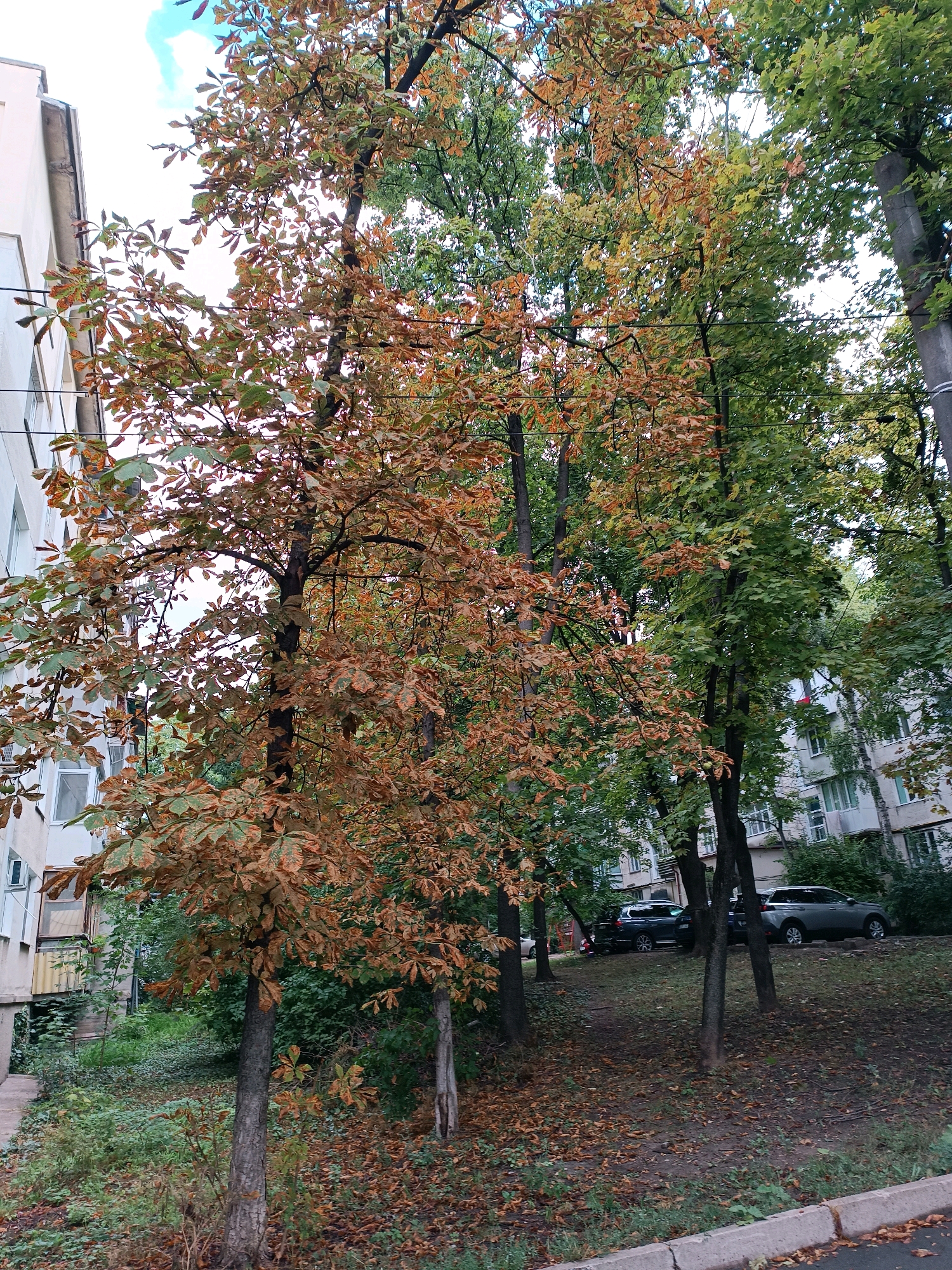 This image depicts an urban courtyard scene in Chișinău, Moldova, during autumn. In the foreground, a sidewalk with a concrete curb and fallen leaves is visible. Adjacent to the sidewalk is a grassy slope covered in more fallen leaves. Several trees are present, with one in the mid-left foreground exhibiting brown and green leaves, indicating the onset of autumn. Behind this tree, more trees with predominantly green foliage are seen. In the background, apartment buildings with balconies and windows are situated. Parked cars are visible on a paved area between the trees and the buildings. The sky above is partly cloudy with a light blue hue. The scene is devoid of any people.