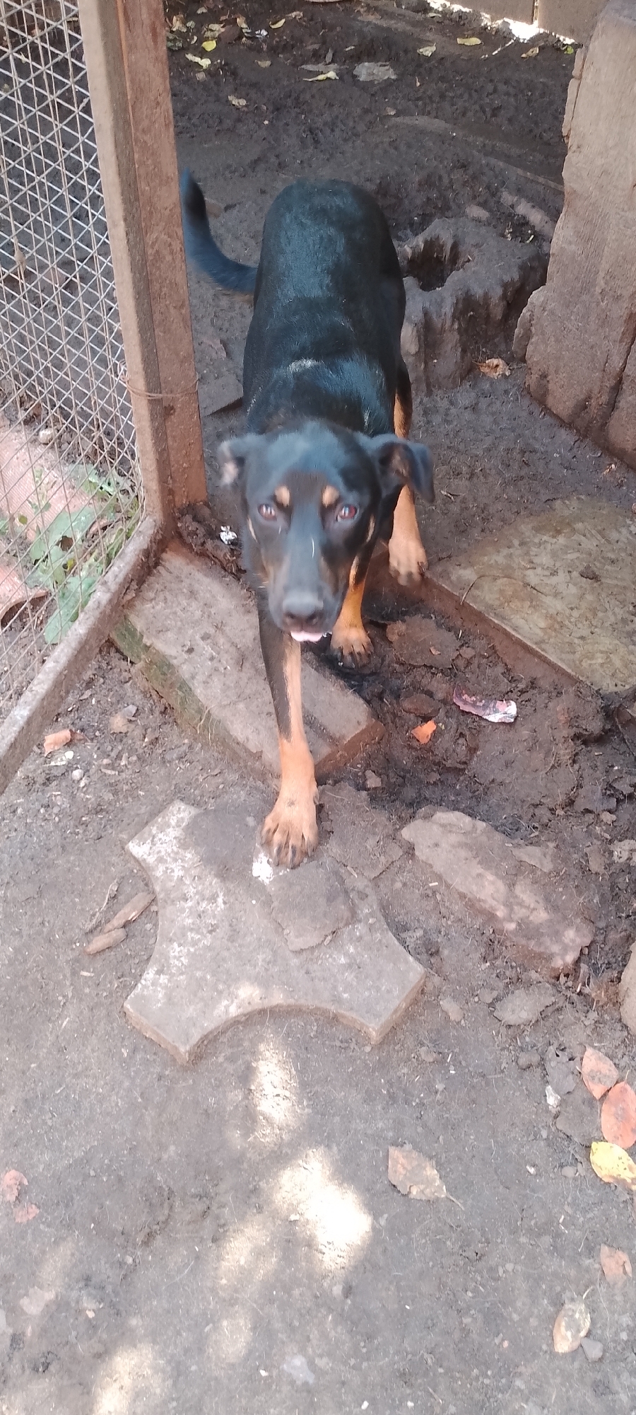 A black and tan dog is standing on muddy ground. The dog is facing the camera and its tongue is slightly out. The dog has a white blaze on its forehead. Behind the dog, there is a chain-link fence on the left and a wooden structure on the right. The ground is covered in dirt, mud, and some scattered leaves. The scene appears to be an outdoor enclosure or yard.