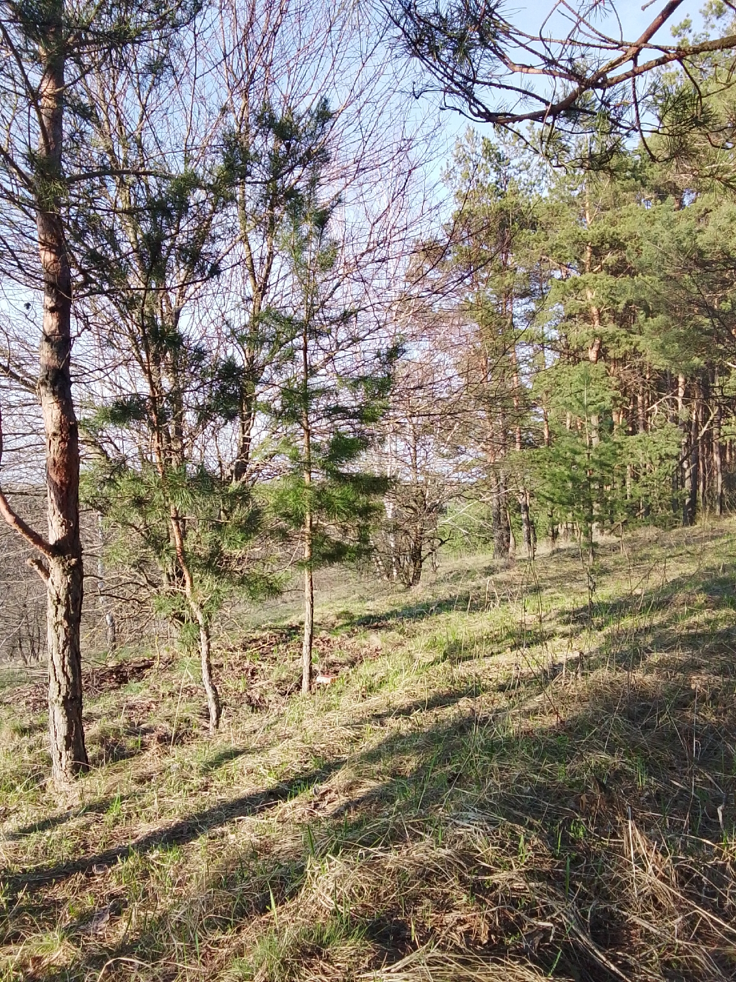 The image presents a sun-drenched woodland scene on a sloping hillside, likely captured during late winter or early spring. The environment is a natural forest featuring a mix of tree types.
In the foreground and midground, numerous trees stand tall. Prominently featured are coniferous pine trees with vibrant green needles, interspersed with deciduous trees that display their intricate network of bare, leafless branches against the sky. Several younger pine saplings are visible among the larger trees. The tree trunks are rugged and brown, contributing to the natural texture of the scene.
The ground is carpeted with a blend of green and dried grass, along with scattered fallen leaves and twigs. Bright sunlight bathes the scene, casting long, distinct shadows of the trees across the grassy incline, stretching from the left side of the frame towards the right and bottom. These elongated shadows suggest either early morning or late afternoon.
The sky is a clear, bright blue, visible through the tree canopy, indicating fair and sunny weather. There are no people present, and no specific activities or events are taking place, lending the scene a peaceful and serene atmosphere. No visible text is present in the image.