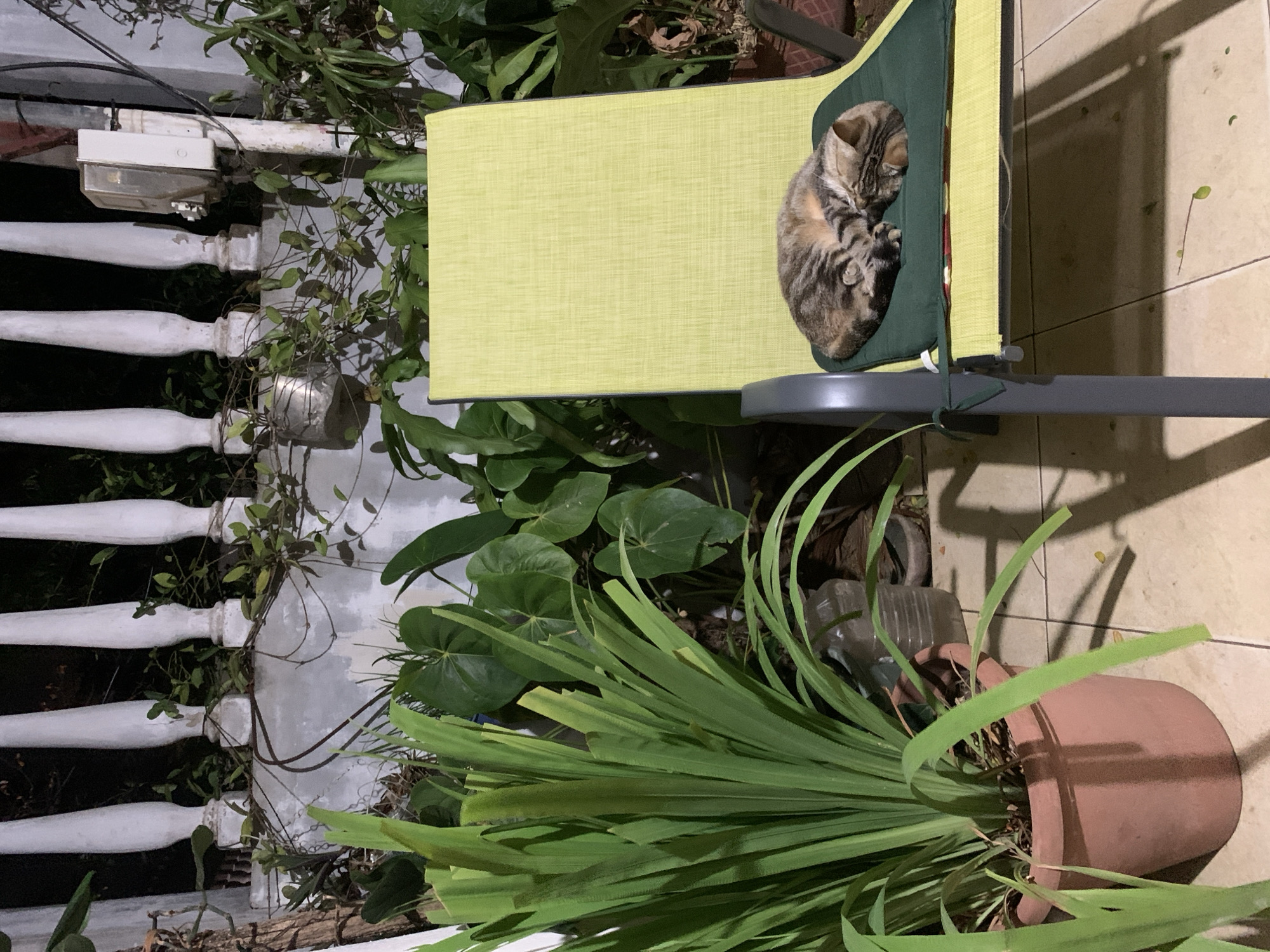 This media file, captured in Santa Ana, Venezuela, depicts a peaceful nighttime scene centered around a sleeping cat. The main subject is a tabby cat, curled up comfortably on a dark green cushion inside a light green fabric chair or pet bed.
The setting is an outdoor or semi-outdoor area, likely a patio or balcony. To the left of the chair, a white railing with several distinct balusters is visible, partially covered in green vines. An outdoor light fixture or electrical box is mounted near the top of this railing.
The scene is rich with greenery. Below the cat's resting place, there are plants with broad, heart-shaped leaves, and a prominent plant with long, thin, grass-like leaves, spilling from a terracotta pot. This pot is seen lying on its side on a light-colored tiled floor, alongside a few clear plastic bottles.
The time of day is clearly nighttime or very low light, indicated by the prominent shadows cast by an artificial light source illuminating the scene. The atmosphere is quiet and serene, with the cat appearing to be in deep slumber. No discernible text is visible in the image.