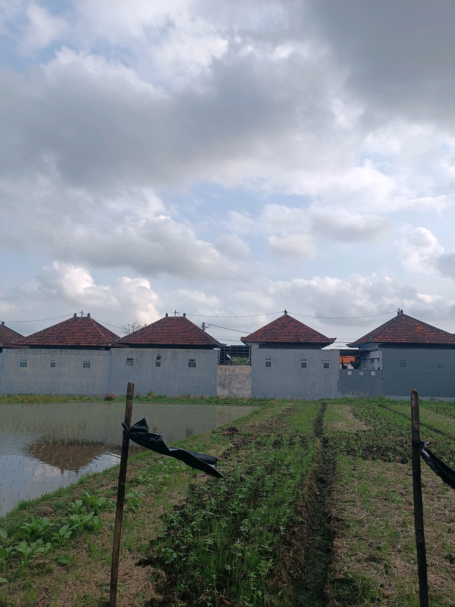 The image depicts a rural scene in Tabanan, Indonesia, under a cloudy sky. In the background, a long, grey wall runs horizontally across the frame, topped with several traditional Balinese tiled roofs. These roofs are dark reddish-brown and feature decorative finials. The wall has small, square windows evenly spaced along its length. In front of the wall, a field of young green crops extends towards the viewer, with a visible irrigation ditch running through it. To the left of the crop field is a flooded rice paddy, reflecting the cloudy sky. Two wooden poles, one in the foreground and another partially visible on the right, are present, with black plastic material tied to the one on the left. The overall environment suggests a setting on the outskirts of Tabanan, likely a residential or agricultural area.