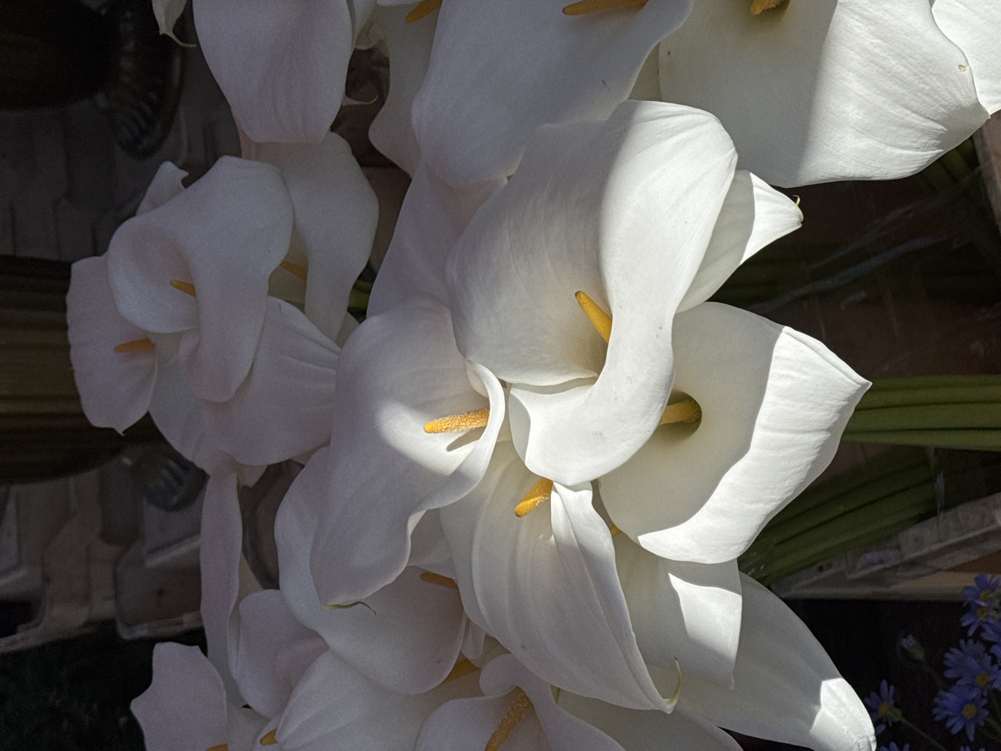 The image shows a cluster of white calla lilies with yellow spadices. The lilies are tightly grouped together, with some overlapping. The background includes dark shadows and hints of other objects, including a blurry floral arrangement with small blue flowers and possibly the reflection of metallic or glass objects. The location is unspecified, and there's no evidence in the image to suggest it's in Novi Sad, Serbia, or any specific location. There are no people or specific actions depicted.