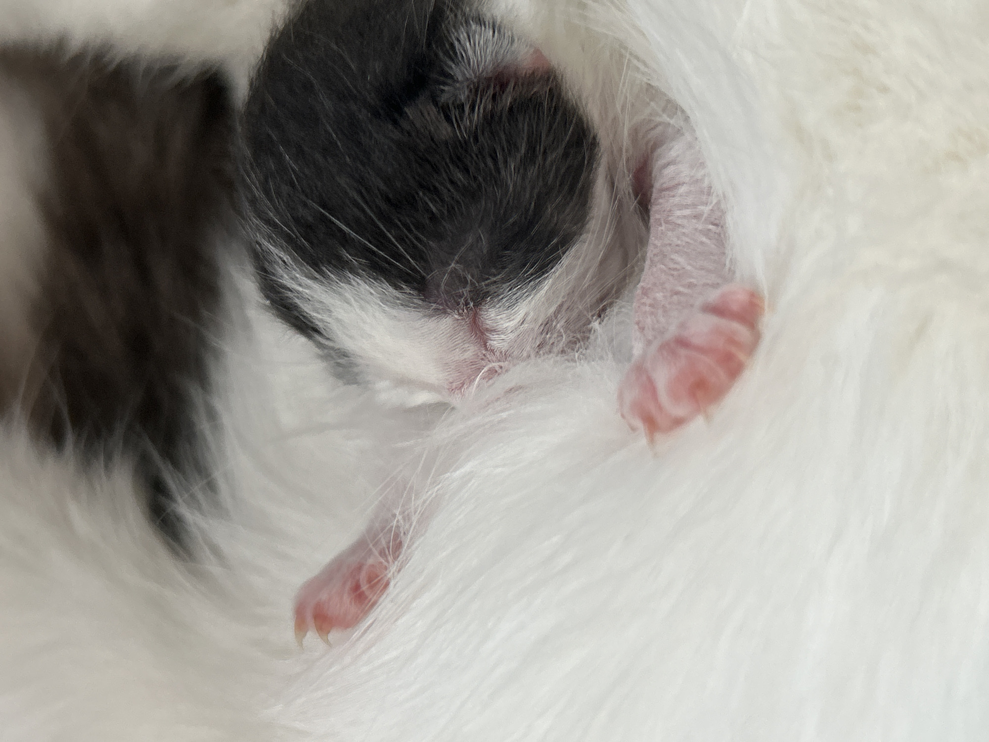 A newborn kitten, primarily black and white, is nestled in the white fur of what appears to be its mother. The kitten's eyes are closed and its pink paws are visible. The environment is close and intimate, highlighting the vulnerable state of the newborn animal. There is no indication of the image location.