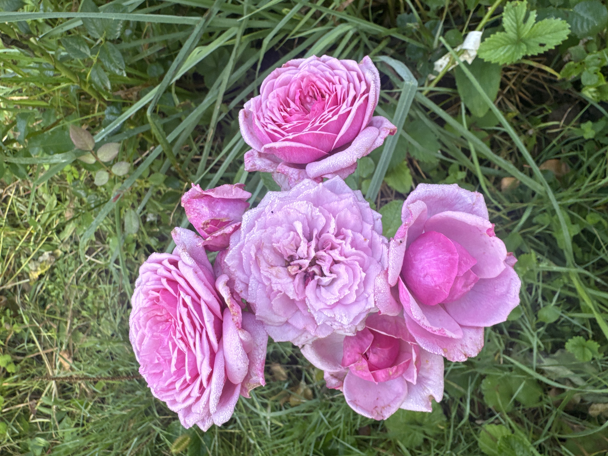 A close-up, overhead shot captures a cluster of five pink roses, some with lighter pink to lilac hues, glistening with dew drops. The roses are the central focus, with their layered petals clearly visible. They are nestled amongst lush green grass and foliage. The background is a soft blur of more greenery, suggesting an outdoor garden setting. There are no people or man-made objects in the frame. The scene is tranquil and natural, evoking a sense of early morning freshness. The location is Tikeevo, Russia.