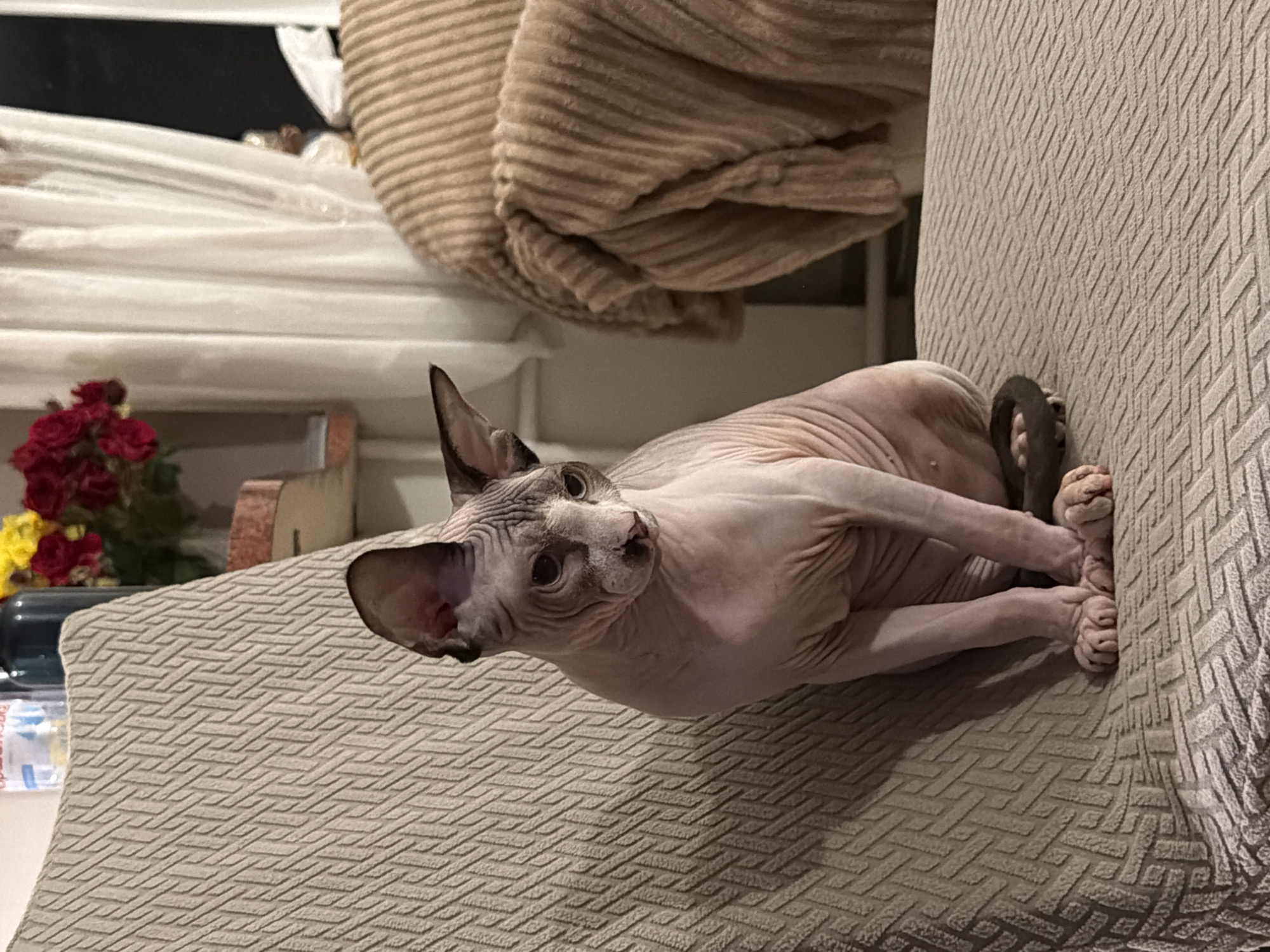 A hairless cat sits on a textured, tan sofa in an indoor setting. The cat, with its characteristic wrinkled skin and large ears, is positioned in the center of the frame, looking down and to its right. Behind the cat, to the left, are a bouquet of red and yellow flowers in a vase, a bottle of water, and a dark bottle. To the right of the cat, a sheer white curtain hangs, and a plush, tan blanket is draped over a piece of furniture. The lighting suggests it is daytime, with light filtering through the curtain. The overall environment appears to be a home interior.