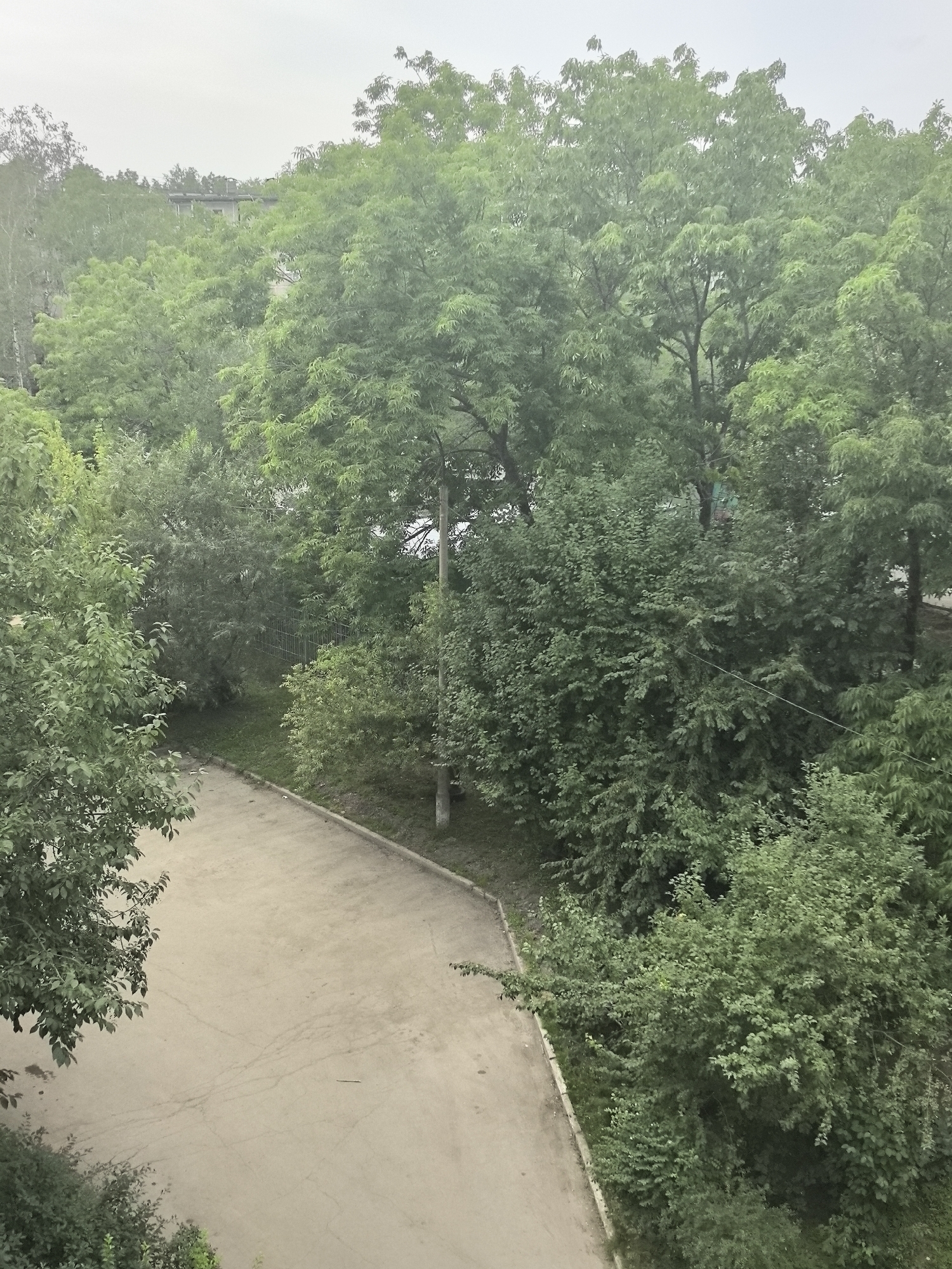 The image shows an overcast sky over a dense canopy of lush green trees. A paved pathway, possibly a road or a sidewalk, curves through the scene. The pathway is a light tan color and shows faint markings and a single dark line. Vegetation lines the edge of the pathway. A utility pole with a wire extending from it is visible among the trees. In the background, through a break in the trees, the top of a building with a flat roof can be seen. The overall impression is that of an urban green space, likely a park or a residential area, within the city of Khabarovsk, Russia.