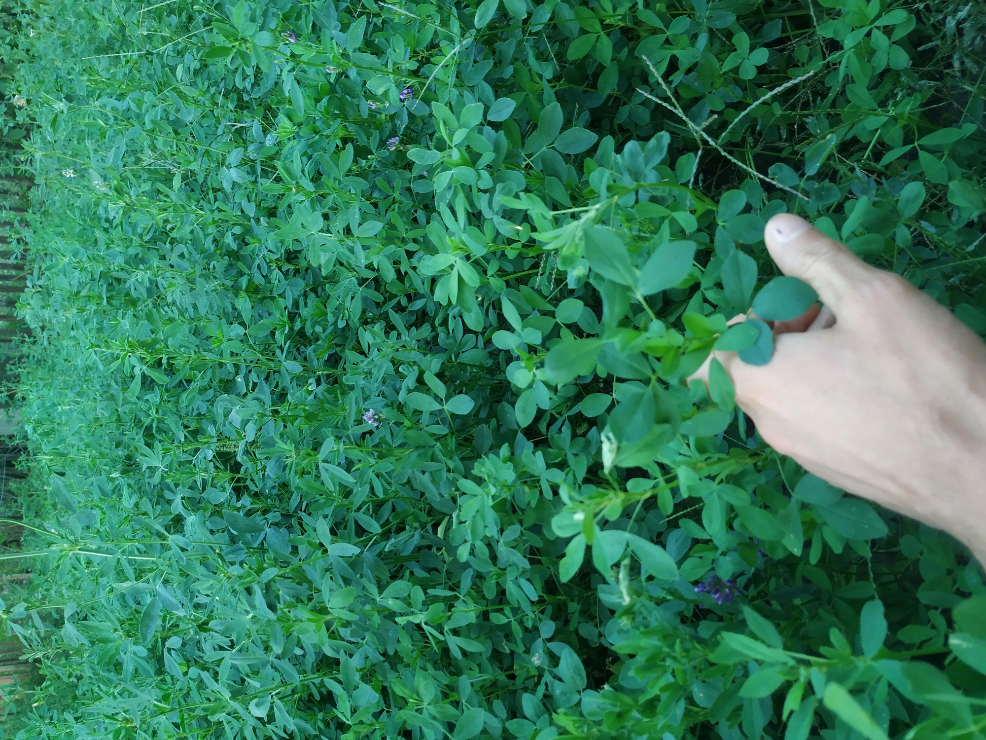 A human hand reaches into a dense field of green plants, possibly alfalfa, in an outdoor setting. The plants are lush and occupy the entire frame, with some small purple flowers visible. The background is blurred but suggests a natural, uncultivated area with some faint vertical lines that could be trees or fencing. The lighting indicates it is daytime. The hand is a pale skin tone and is touching one of the plants.