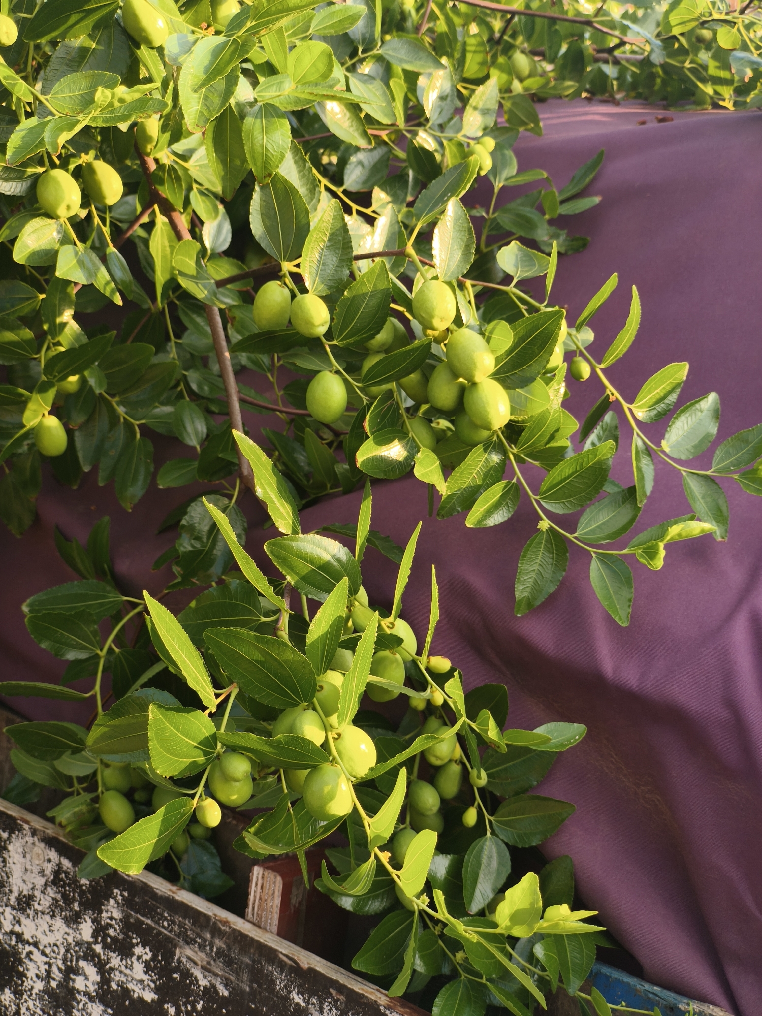 The image shows a close-up of a jujube tree branch laden with green, unripe jujubes. The branches are covered in glossy, dark green leaves, some of which are illuminated by the sun. The tree is situated against a backdrop of a deep purple fabric, possibly a tarp or curtain. In the foreground, a weathered wooden structure with peeling paint and rough texture is visible, suggesting an outdoor setting, perhaps a garden or a roadside. The lighting indicates it is likely daytime, with the sun casting a warm glow on the leaves and fruit. The scene appears to be in Asan-si, South Korea, given the context provided. There are no people or animals visible in the image. The overall impression is one of natural abundance and simple rustic beauty.