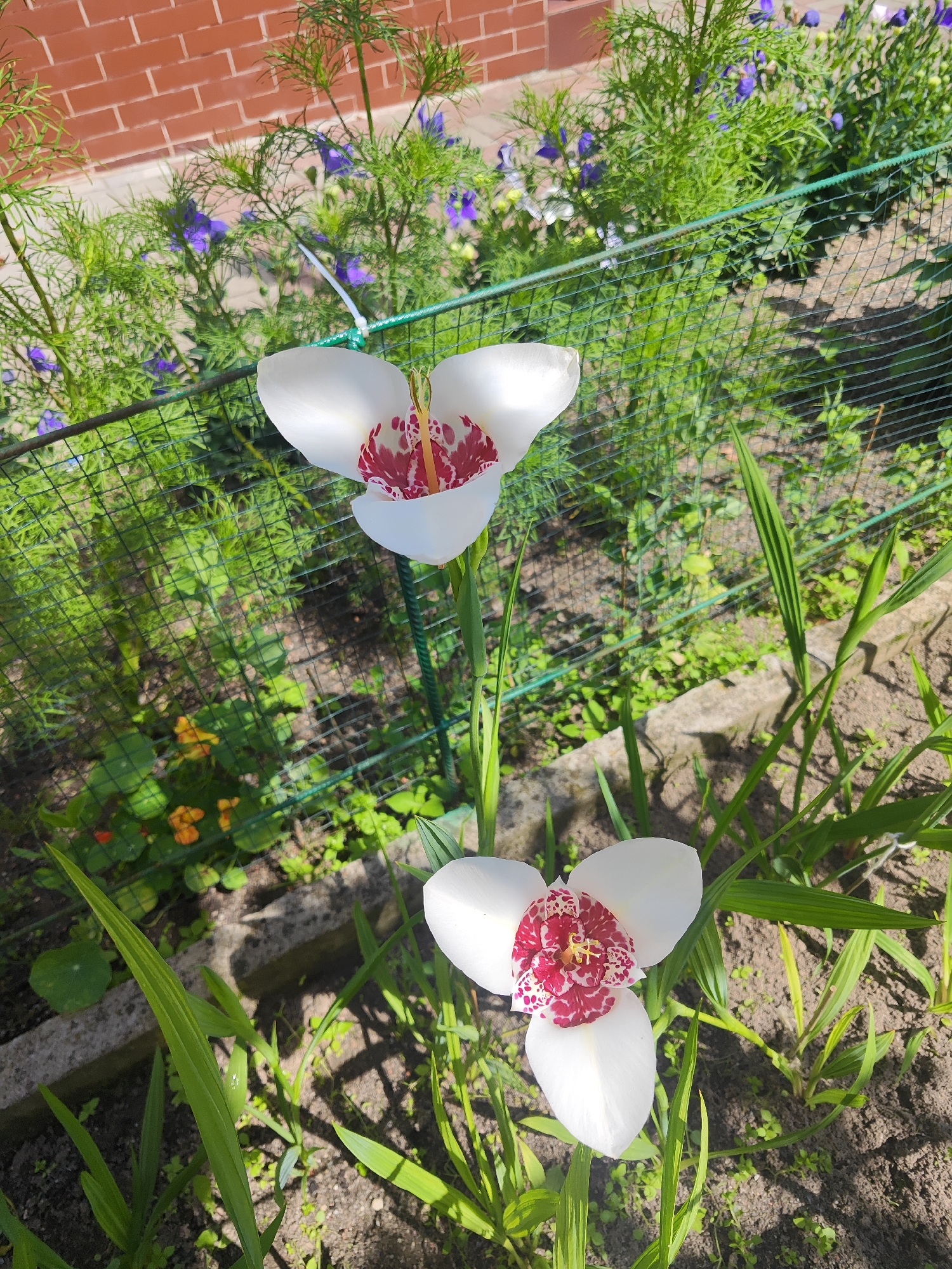 This is a close-up, eye-level outdoor shot of two white Tiger's Eye lilies in a garden. The lilies are the primary focus, with their white petals and distinctive red and yellow centers. The foreground shows rich, dark soil with sparse green grass. Behind the lilies, a green mesh fence separates the garden from a background of lush green foliage, including thin, feathery plants and some purple flowers. A brick wall is visible in the upper left corner. The lighting suggests a sunny day. The location is stated to be Gvardeysk, Russia.