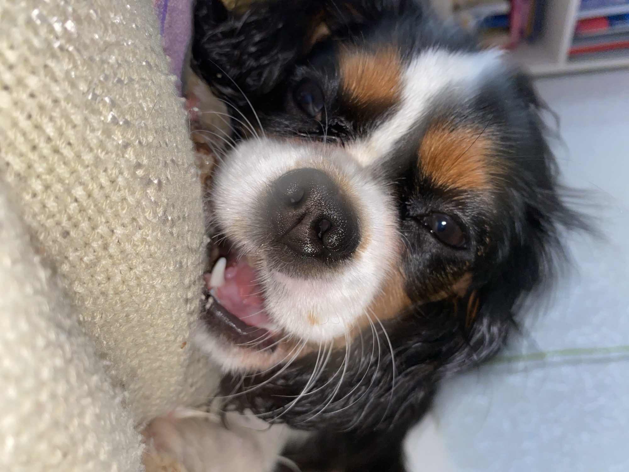 A Cavalier King Charles Spaniel dog lies on its back, with its head tilted towards the viewer. The dog's coat is a mix of black, white, and tan. Its mouth is slightly open, revealing its tongue and a single tooth. The dog is positioned next to a cream-colored knitted object. The background is out of focus. The image location is not discernable.