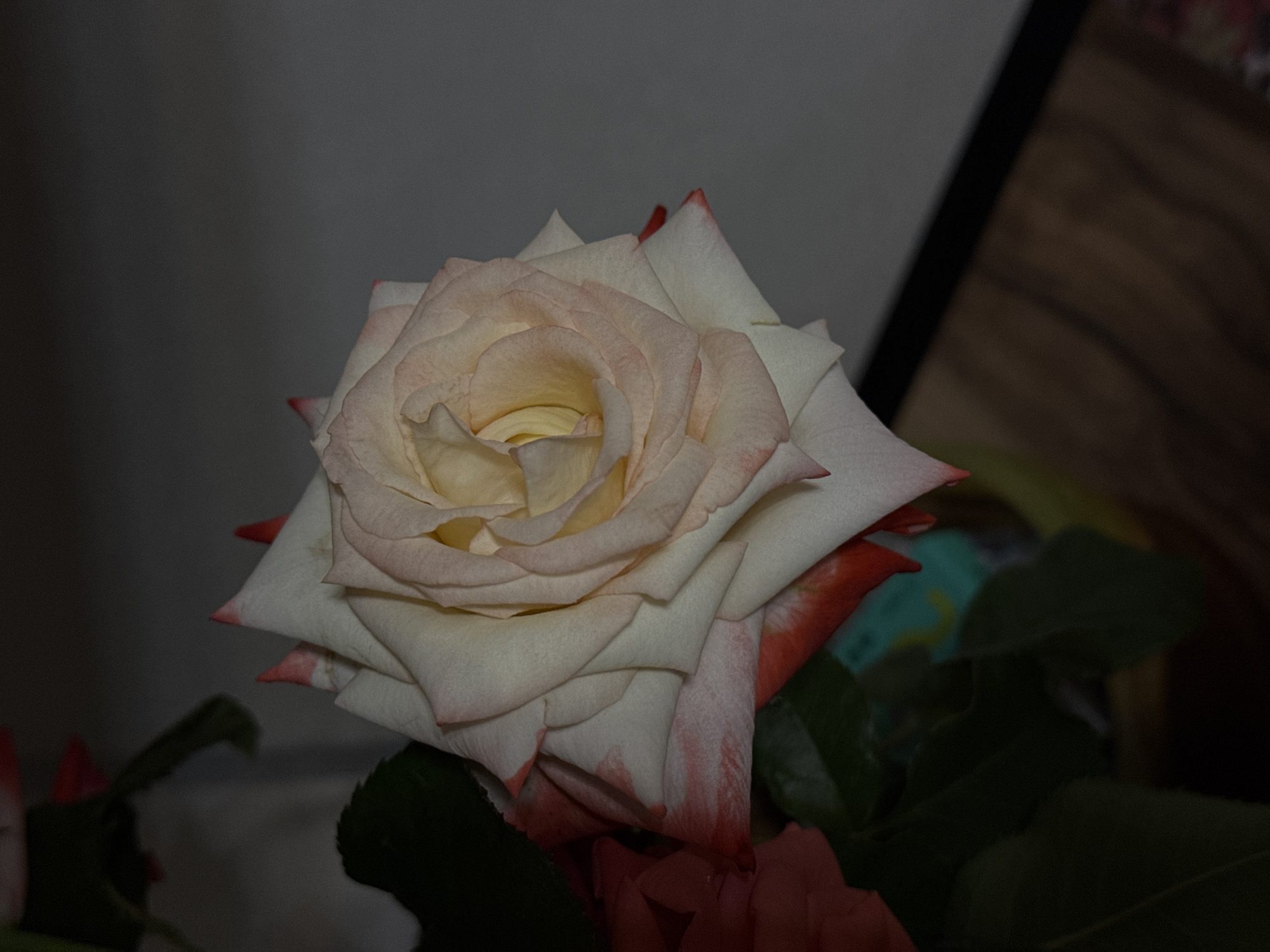 A close-up shot of a white rose with pink tips is presented. The rose is in the center of the frame, with its petals unfurling towards the viewer. The background is a dark, out-of-focus wall with a wooden floor visible at the bottom right. The lighting is dim, creating a moody and intimate atmosphere. There are no people or animals visible in the image. The image appears to have been taken indoors. It is not possible to determine the location of Mikhaylovsk, Russia from the provided image.