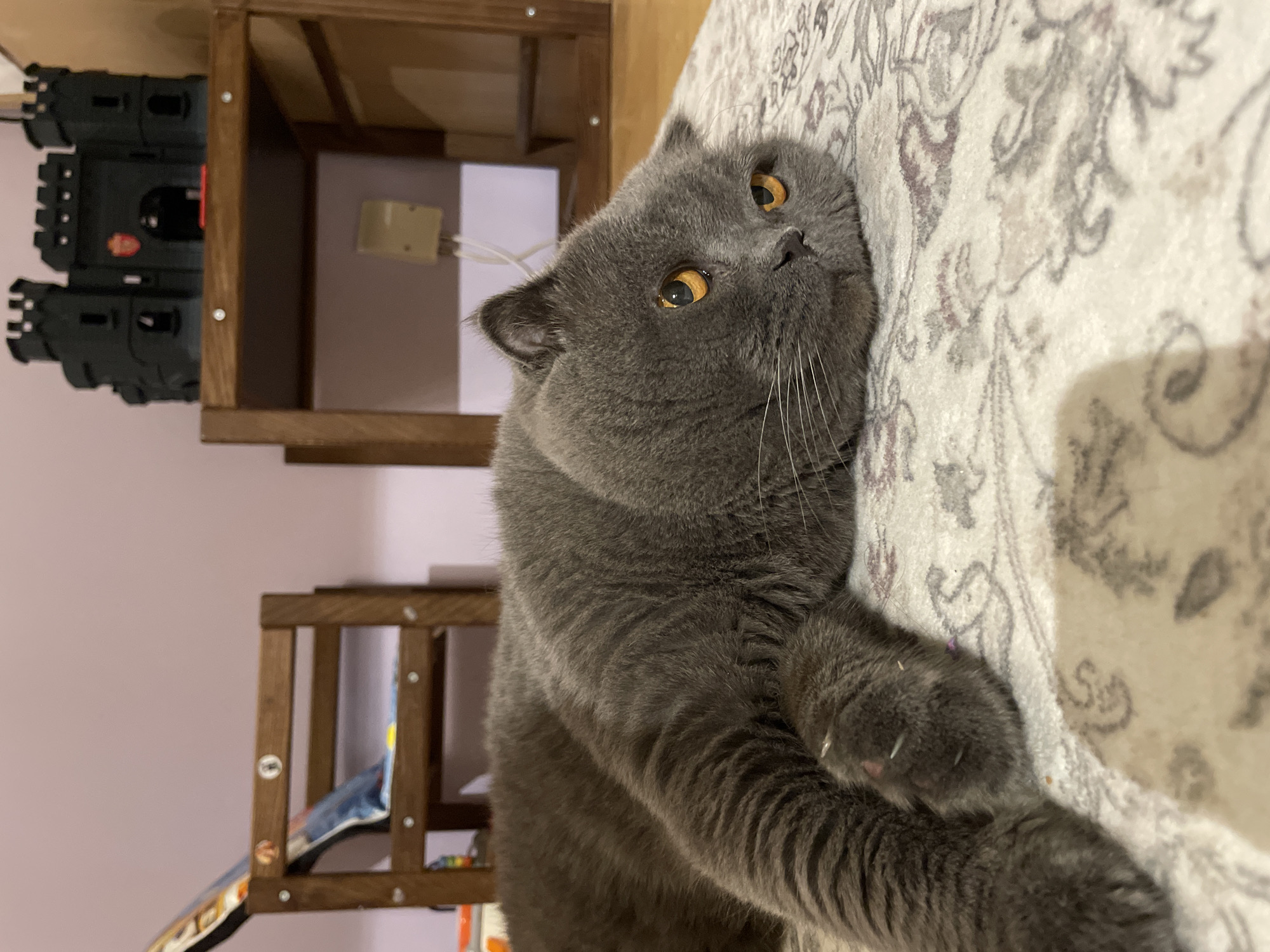 A gray British Shorthair cat is depicted lying prone on a light-colored patterned rug, with its body extending to the left and its head angled towards the viewer. The cat possesses dense, short gray fur and large, round, amber-colored eyes. Its whiskers are prominent. One front paw is extended forward, displaying several light-colored fibrous particles on its surface.
The background features a light purple-pink wall. To the left, a piece of wooden furniture, possibly a chair or part of a bunk bed, is visible, with a patterned cushion resting on it. Several circular metallic fasteners are affixed to the wooden frame. To the right, a wooden shelving unit stands against the wall. On the top shelf, a dark gray or black toy castle, complete with battlements and a red emblem above a gateway, is placed. Below this shelf, a light-colored rectangular object, possibly an electrical fixture or outlet, with white wires extending from it, is mounted on the wall. The floor beneath the cat is covered by a rug featuring a cream base with intricate gray and maroon ornamental patterns. The city and state are Unknown, Unknown.