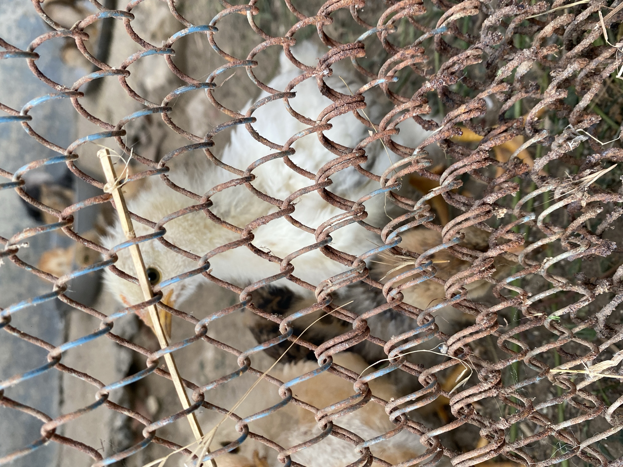 The image depicts a close-up view of several young chicks behind a rusty chain-link fence. The fence's wires are coated with rust and some show faint blue paint. A few dry blades of grass and a small twig are caught in the fence. The chicks, with their fluffy down, are mostly a light yellow and white, with one chick in the center exhibiting some brown and black markings on its back. The background is out of focus, showing more chicks and a rough, possibly dirt or concrete, surface. The overall impression is one of a rural or backyard setting, likely in Cairaclia, Moldova, where chickens are kept in an enclosure.