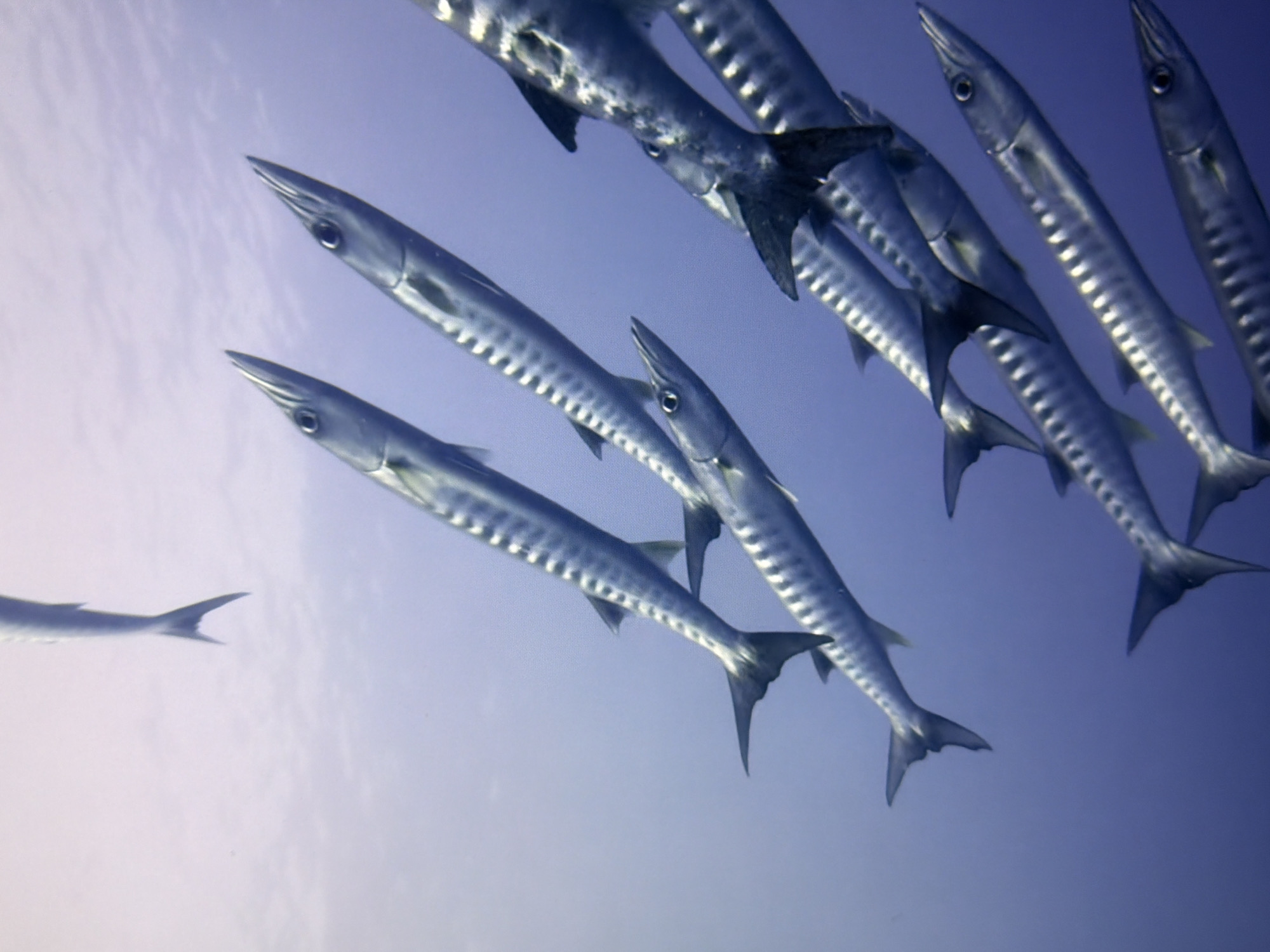 The image shows a school of barracuda swimming in clear blue water. The fish are silver with dark stripes. They are swimming in formation, with some fish in the foreground and others in the background. The water is light blue and hazy, suggesting it is shallow. The image is taken from below, looking up at the fish. There is no indication of the city of Kyiv, Ukraine.