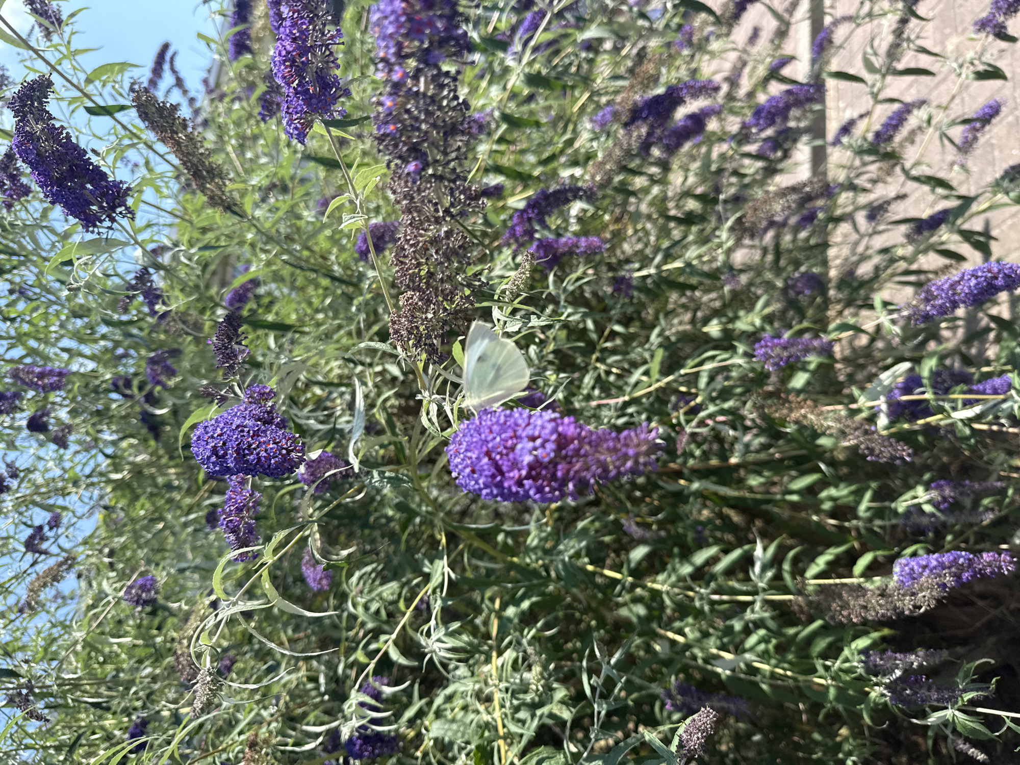 A close-up, eye-level shot shows a pale yellow butterfly perched on a cluster of small, vibrant purple flowers. The butterfly is facing left, its wings slightly open, revealing delicate patterns. The flowers are part of a dense shrub with numerous green leaves and flower spikes, some of which appear dried and brown. The background is a soft blur of more foliage and a bright blue sky. The scene is likely outdoors, possibly in a garden or park, with a hint of a brick pathway visible at the bottom right. The overall impression is one of natural beauty and tranquility. Without further information or context, it is impossible to determine the specific location within Eberswalde, Germany.