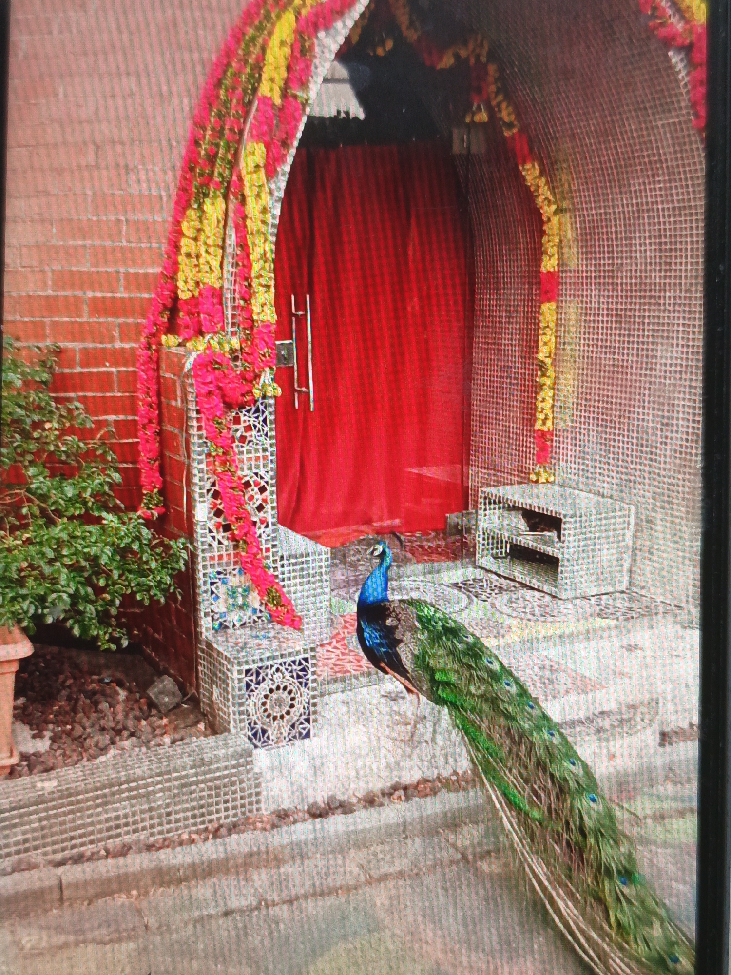 An ornate entrance, possibly for a temple or a special event, is decorated with vibrant pink and yellow flower garlands draped over an archway. The entrance is framed by a red brick wall on the left and a tiled, mosaic-covered pillar on the right. A bright red curtain hangs behind a doorway, and a silver handle is visible on the door.
In front of the entrance, a peacock stands regally, its iridescent blue and green plumage a striking contrast to the surrounding elements. Its long, fanned tail feathers trail behind it on the ground. To the right of the entrance, a white, cubical structure with open shelves is placed near the doorway.
A lush green plant in a terra cotta pot is situated to the left of the entrance, its branches extending towards the decorated archway. The ground is paved with grey tiles, some of which are decorated with intricate geometric patterns. The overall impression is one of festive decoration and natural beauty. The image does not provide any information about the city of Pavlovsky Posad, Russia.