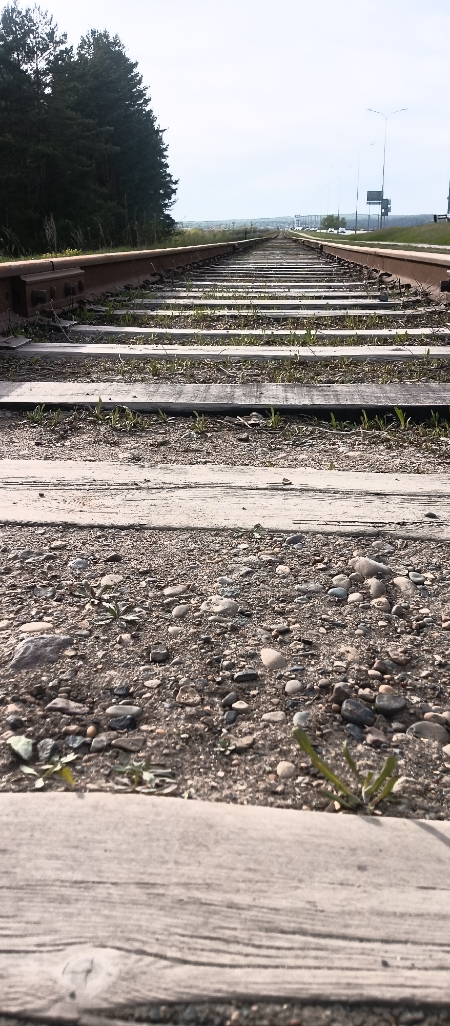 A low-angle, long-shot image depicts railroad tracks extending into the distance in an unidentified urban area. The tracks are composed of rusty metal rails and wooden sleepers, many of which are partially covered in gravel and sprouting weeds. The ballast between the sleepers also consists of gravel and small stones. The vegetation is sparse, consisting of small, green plants emerging between the sleepers. Beyond the railroad, a line of trees can be seen on the left side of the frame, and a highway with streetlights and some vehicular traffic is visible in the distance. The sky is overcast, creating a muted light across the scene. The foreground is sharply focused, while the background gradually blurs with distance.