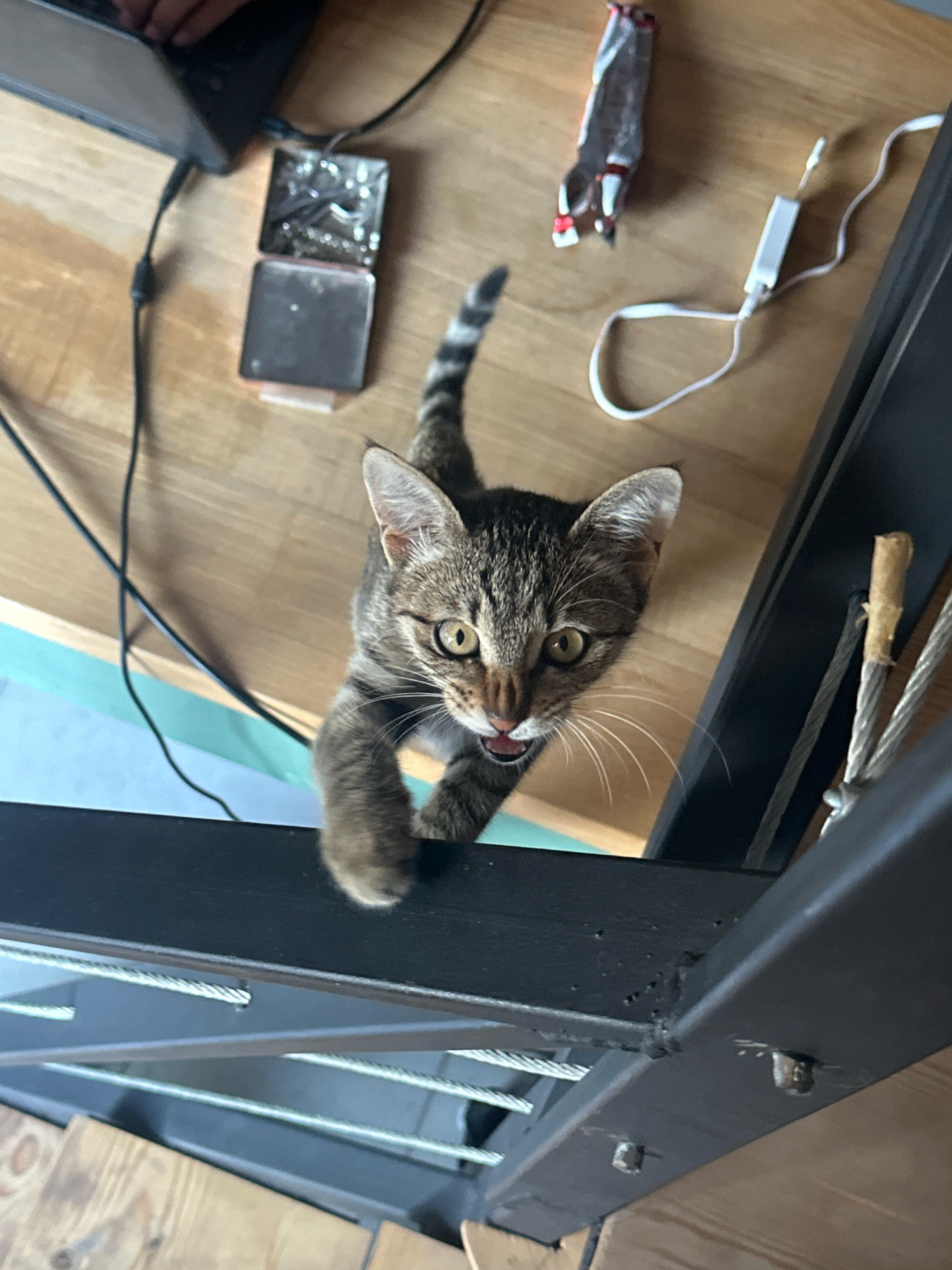 The image shows a tabby cat with its front paws extended over a black metal railing, looking upwards at the camera with its mouth open. The cat's fur is a mix of brown, black, and grey stripes, and it has large, green eyes. The background is a wooden surface with various objects including a laptop, a small metal box with screws, and some cables. To the right of the cat, there is a black metal structure with steel cables. The scene appears to be indoors, likely on a desk or table next to a railing, possibly in an apartment or office in Tbilisi, Georgia. The lighting suggests it is daytime.