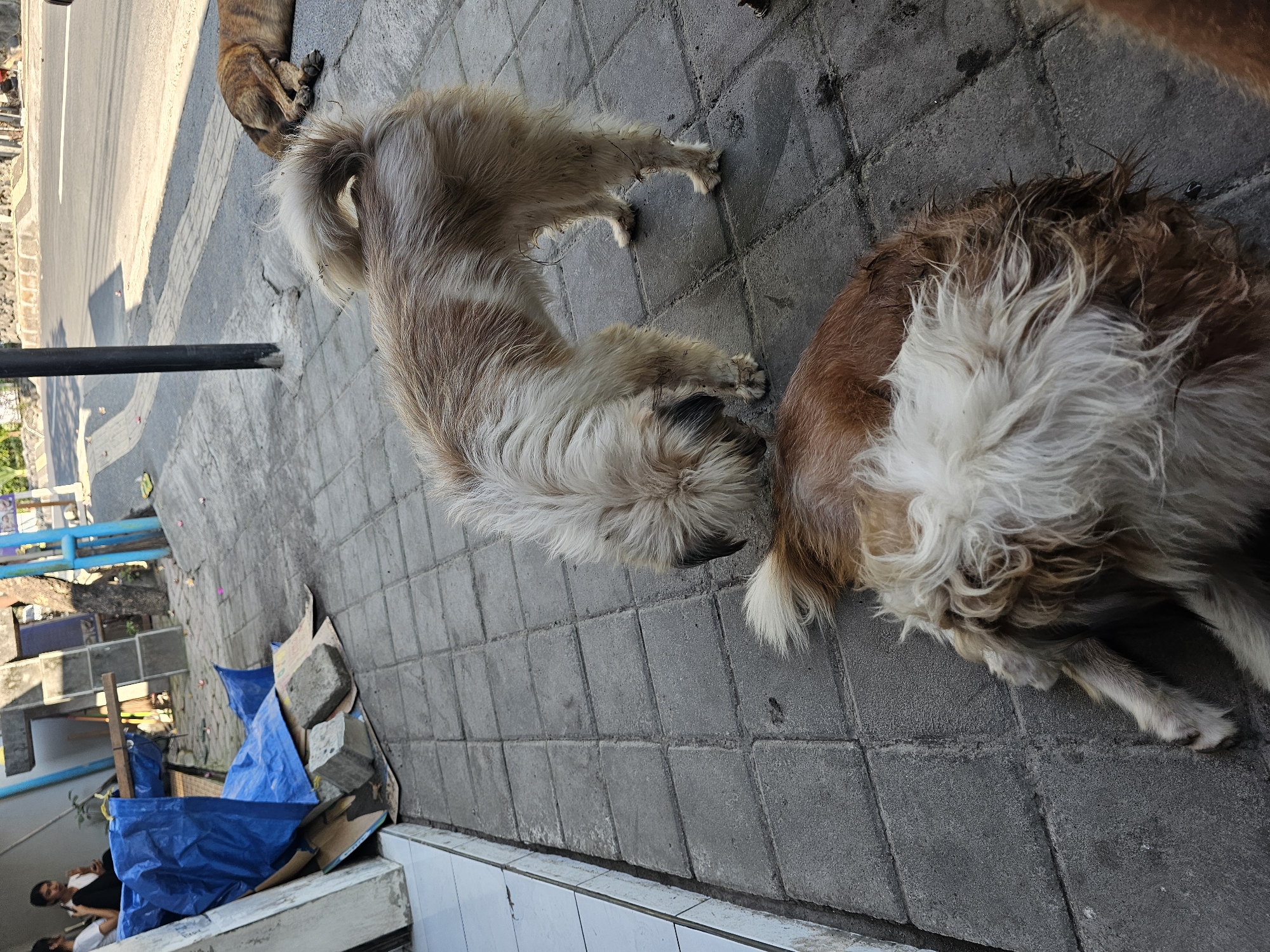 Two dogs are on a paved sidewalk in front of a building with a blue tarp and construction materials. One dog, light brown and white, is standing and sniffing the ground. Another dog, primarily brown with white patches, is lying down. In the background, a road with a stone wall runs parallel to the sidewalk, and two people are seated near the building. The scene is outdoors in what appears to be a city environment in Denpasar, Indonesia, likely a commercial or residential street.