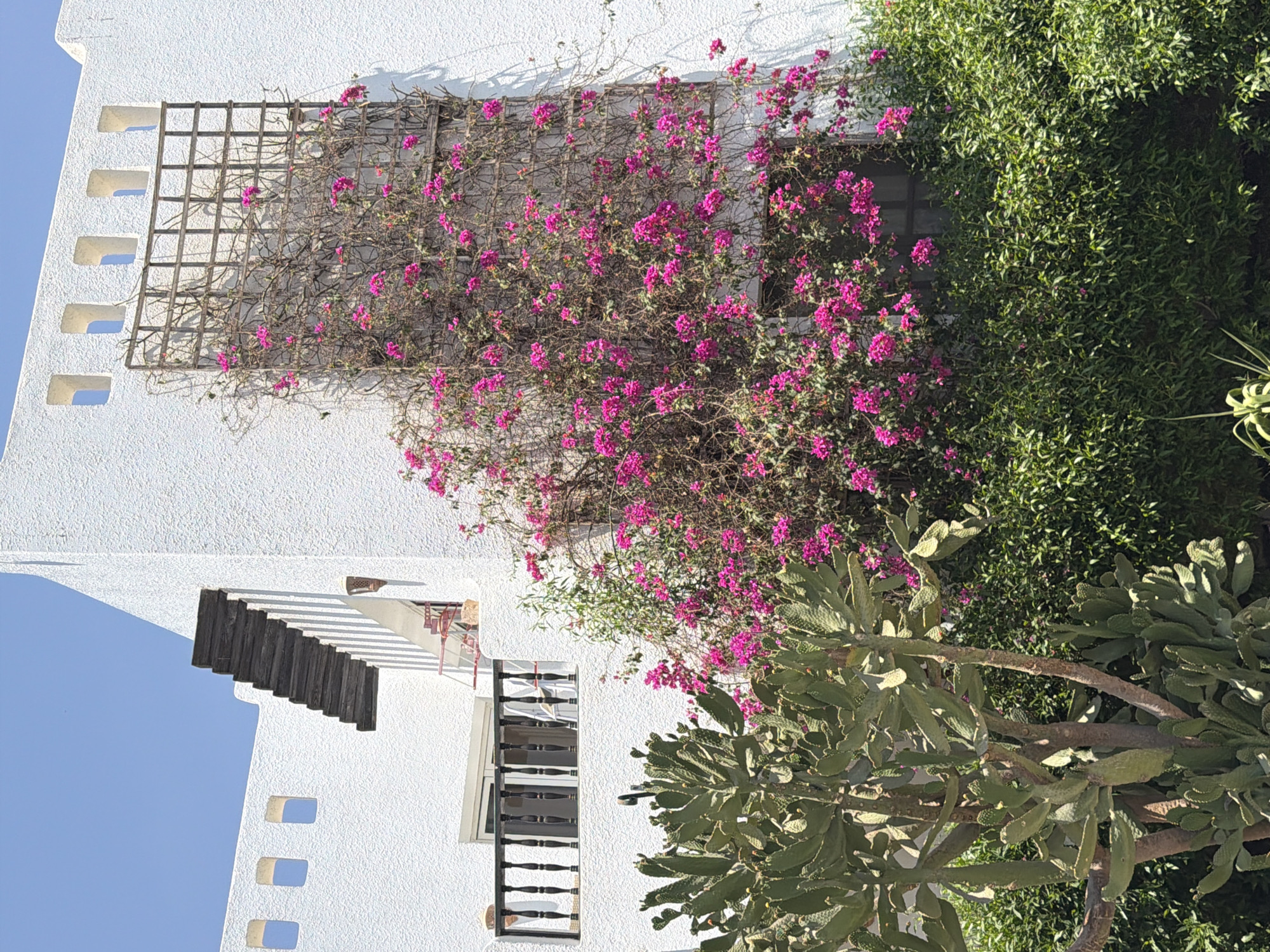 The image depicts a section of a white, textured building in Sharm El Sheikh, Egypt. The building features several square, recessed windows along its upper facade. A wooden trellis is mounted on the wall, with vibrant pink bougainvillea flowers climbing up it. Below the trellis, a dark-railed balcony is visible. In the foreground, a large cactus plant with paddle-shaped leaves stands amidst lush green foliage. The scene is set against a clear blue sky, suggesting a sunny day.