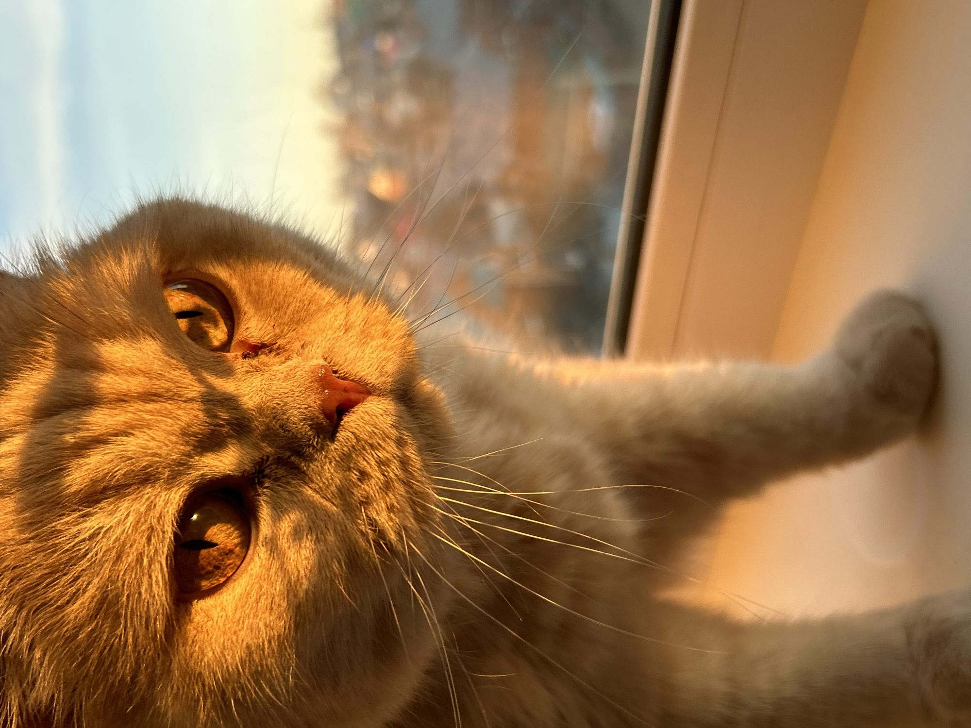 A close-up, horizontal photograph captures a fluffy, ginger and cream-colored cat reclining on a white window sill, bathed in warm, golden light. The cat is positioned at a low angle, gazing slightly upwards and to the left from the viewer's perspective. Its wide-open, amber eyes reflect the bright light, giving them a luminous quality. The cat's pink nose and numerous prominent white whiskers are sharply defined against its soft fur, which is highlighted by the strong, low-angle illumination, suggesting either sunrise or sunset. This dramatic lighting creates a warm glow and casts soft shadows across the cat's face and chest.
In the blurred background, an outdoor scene with indistinct shapes of trees or foliage and a soft blue sky is visible through the window, creating a shallow depth of field. A clean, white window frame or sill extends along the right edge of the image. One of the cat's front paws is visible, resting casually on the sill. The overall scene conveys a sense of peaceful contemplation and warmth, likely within a domestic setting in Chaikovsky, Russia. There is no visible text in the image.