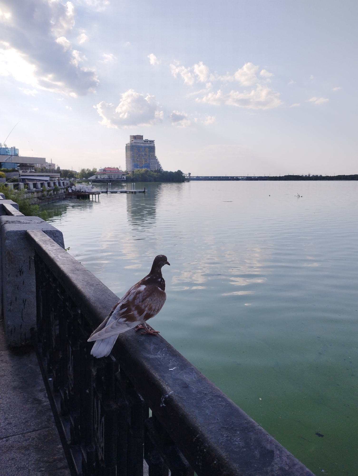 A pigeon with mottled brown and white feathers perches on a dark metal railing overlooking a body of water in an urban setting. The pigeon faces to the right, its head slightly lowered. The railing is attached to a stone wall. In the background, across the water, are various structures, including a tall, multi-story building with a curved facade, and other low-rise buildings, suggesting a waterfront promenade or park. The water itself appears murky green, with ripples on its surface. The sky above is partly cloudy with soft white clouds against a pale blue backdrop. The overall lighting suggests it is late afternoon or early evening.