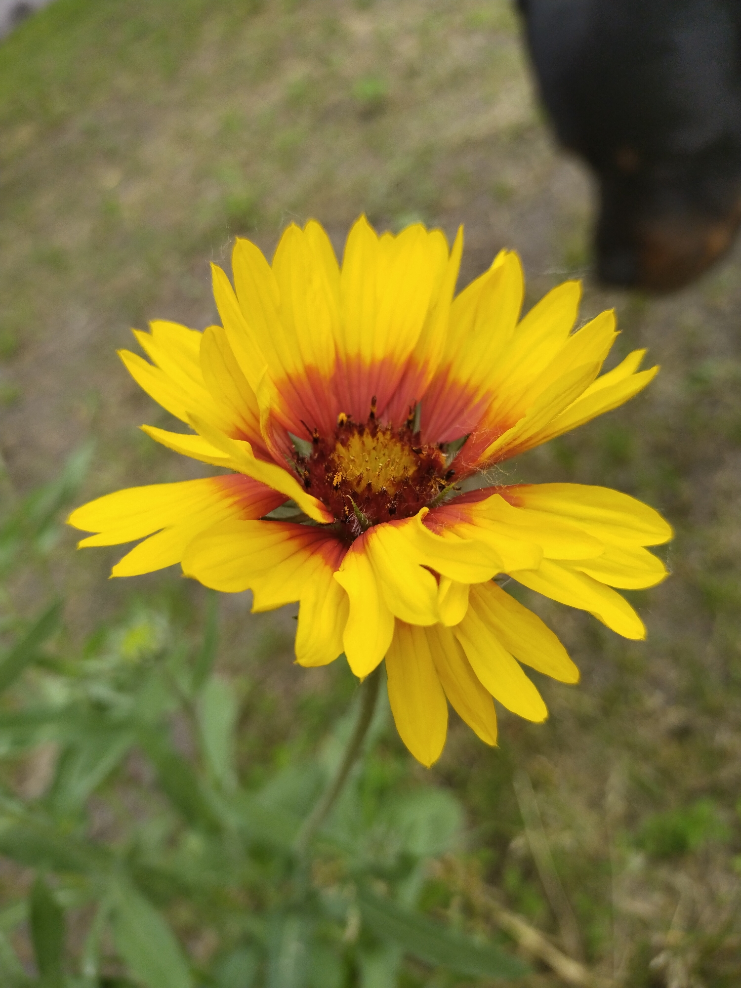 The image presents a close-up of a vibrant flower, likely a Gaillardia, set outdoors in Horishni Plavni, Ukraine. The flower, positioned centrally, features bright yellow ray petals that gradually transition to a striking reddish-orange or burgundy hue closer to its textured, dark central disk. Delicate, fine strands of spiderweb are subtly visible on some of the yellow petals, particularly around the center.
In the upper right portion of the blurred background, a dark, out-of-focus shape is discernible, appearing to be an animal, possibly a dog, with dark fur and faint brown markings. The rest of the background consists of soft, blurry green foliage and brownish-green ground, indicating a garden or grassy environment. The lighting suggests it is daytime. No specific activity or event is taking place; the image captures a moment of natural beauty. There is no visible text.