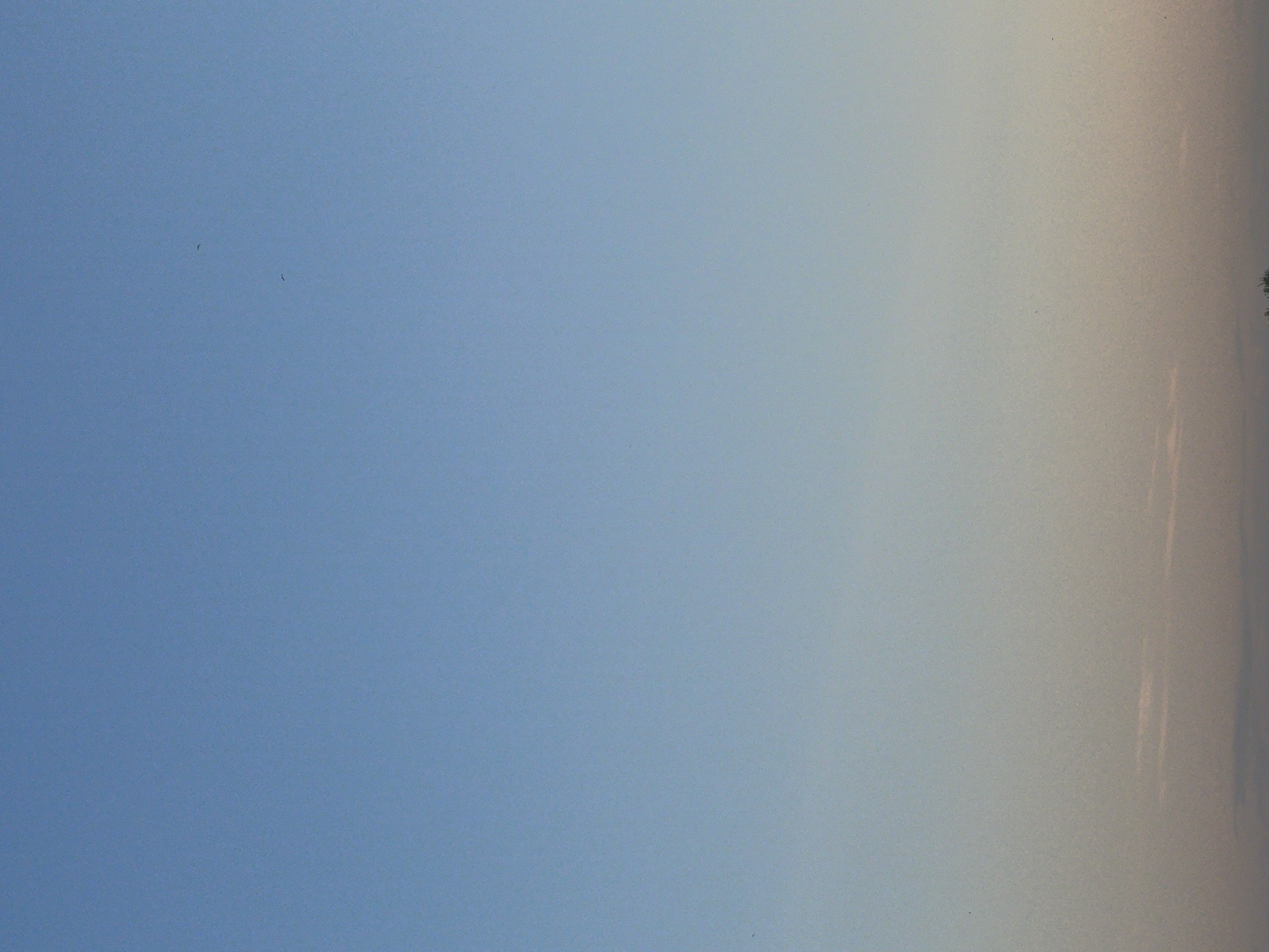 The image depicts a vast expanse of the sky over Tartu, Estonia, transitioning from a deep blue at the top to a pale, warm hue near the horizon. The sky exhibits a gradient of colors typical of a twilight or dawn setting, with subtle hints of pink and peach interspersed with the fading blue. A few faint, wispy clouds are visible low in the sky, adding a touch of texture to the otherwise smooth gradient. Several small, dark silhouettes, likely birds in flight, are scattered across the upper half of the image, their presence indicating an open, natural environment. The lower portion of the image is slightly darker and suggests the presence of a distant treeline or structures against the horizon, though these are not clearly defined. The overall impression is one of tranquility and the vastness of the natural world within or on the outskirts of the city.
