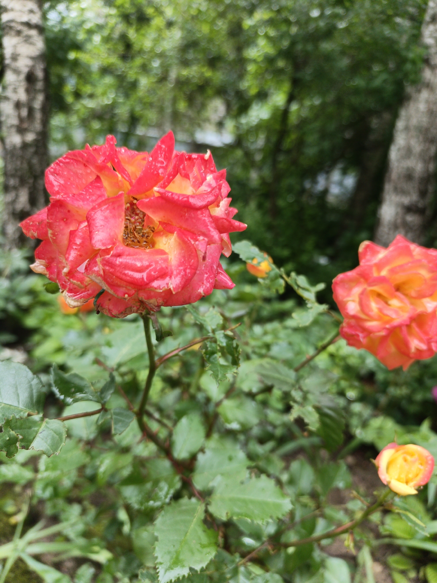 The image shows a close-up view of several roses in a garden setting. The dominant rose in the foreground is a mix of red and yellow, appearing slightly faded and wet, possibly from rain or dew. There are other rose blooms nearby, including one that is more orange in color and a smaller bud showing yellow and red. The foliage surrounding the roses is green, with some leaves showing signs of insect damage. The background features blurred elements, including tree trunks with mottled bark and a green, leafy canopy, suggesting a wooded area. The location is Goryachiy Klyuch, Russia, as indicated by the user.