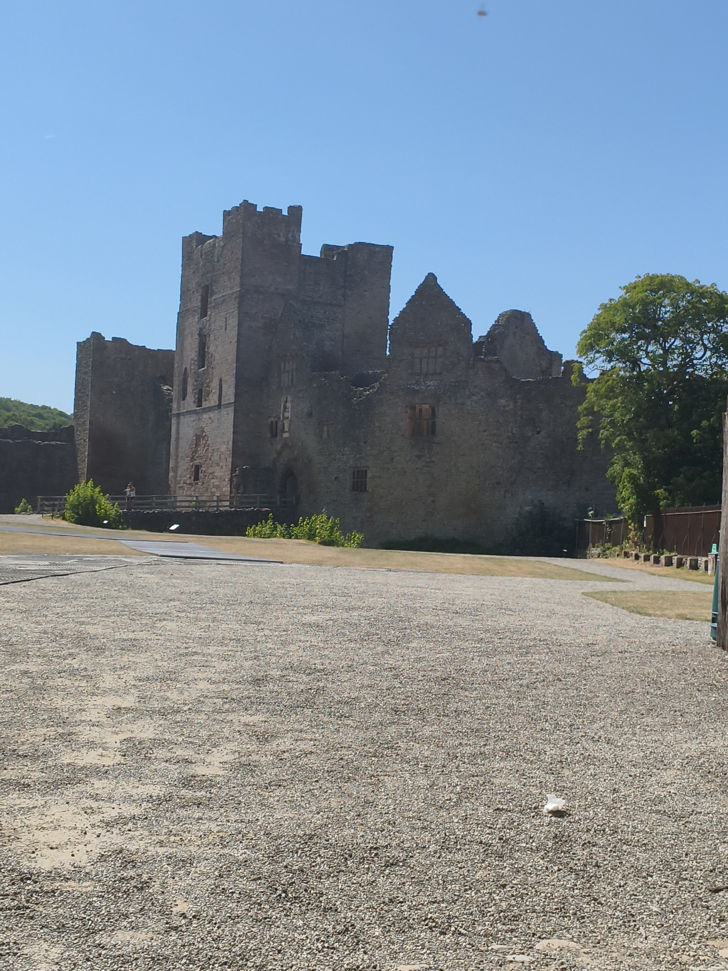 The image shows Ludlow Castle, a historic ruin located in Ludlow, Shropshire, United Kingdom, on a sunny day. The castle's stone walls are visible, with crenelated battlements and multiple towers. The foreground consists of a gravelly courtyard with a pathway leading towards the castle. A wooden fence runs along the edge of the courtyard in front of the castle. Green vegetation and trees are present to the left and right of the castle, with a grassy area in front of the fence. A single person, possibly a tourist, can be seen standing on a walkway in front of the castle. The sky is clear and blue.