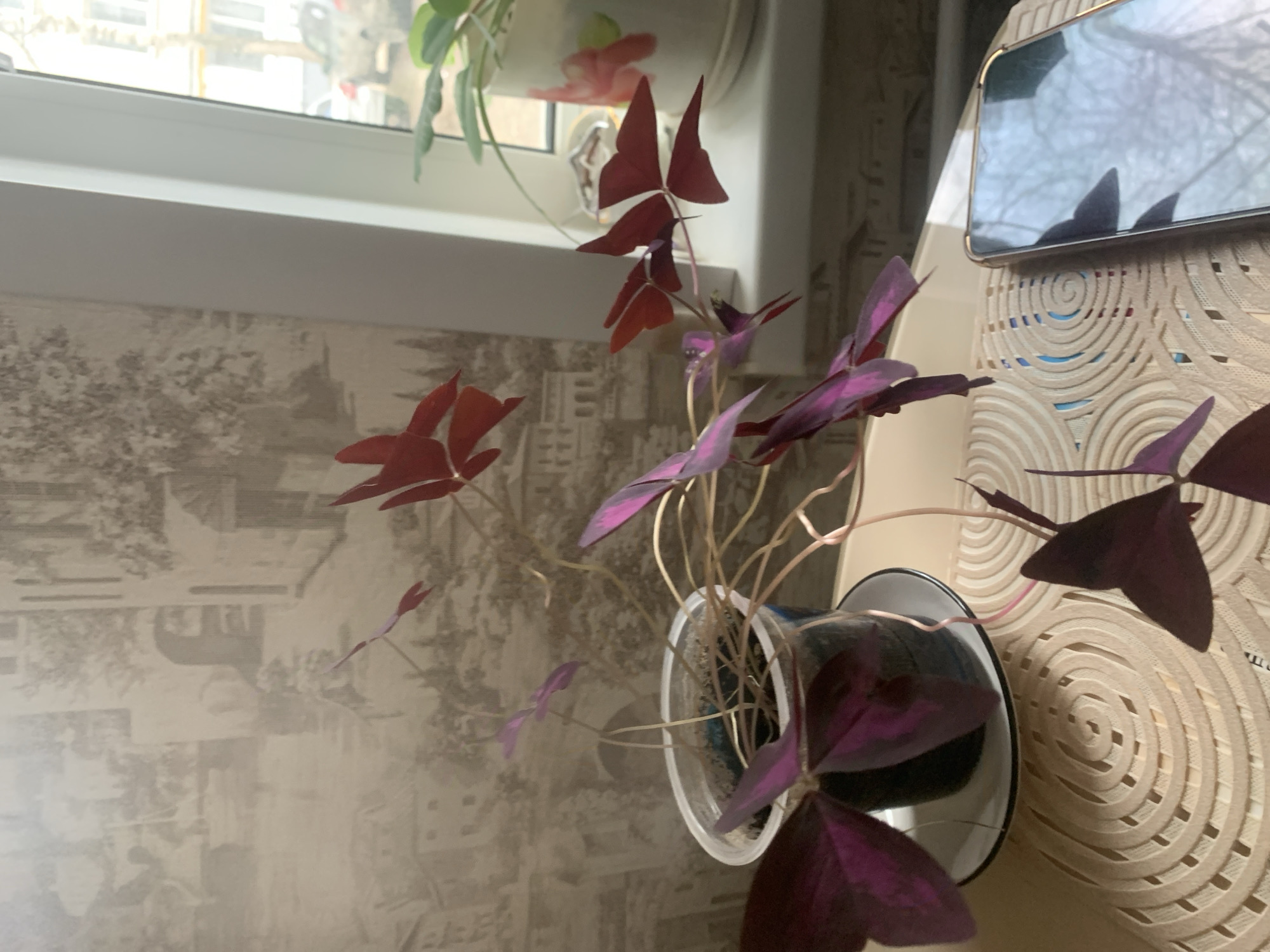 A close-up shot depicts a pot of Oxalis triangularis plants, commonly known as false shamrock, standing on a table. The pot is made of clear plastic, and it sits on a white and black saucer. The plant has distinctive triangular leaves, with some leaves being dark purple and others reddish. The table covering is a patterned beige color. Behind the plant, there is a wall with a wallpaper depicting a cityscape scene in gray tones. Adjacent to the plant, a partially visible smartphone lies on the table. The setting appears to be indoors, possibly in a home or office environment. Based on the provided context, the location is Chaikovsky, Russia.