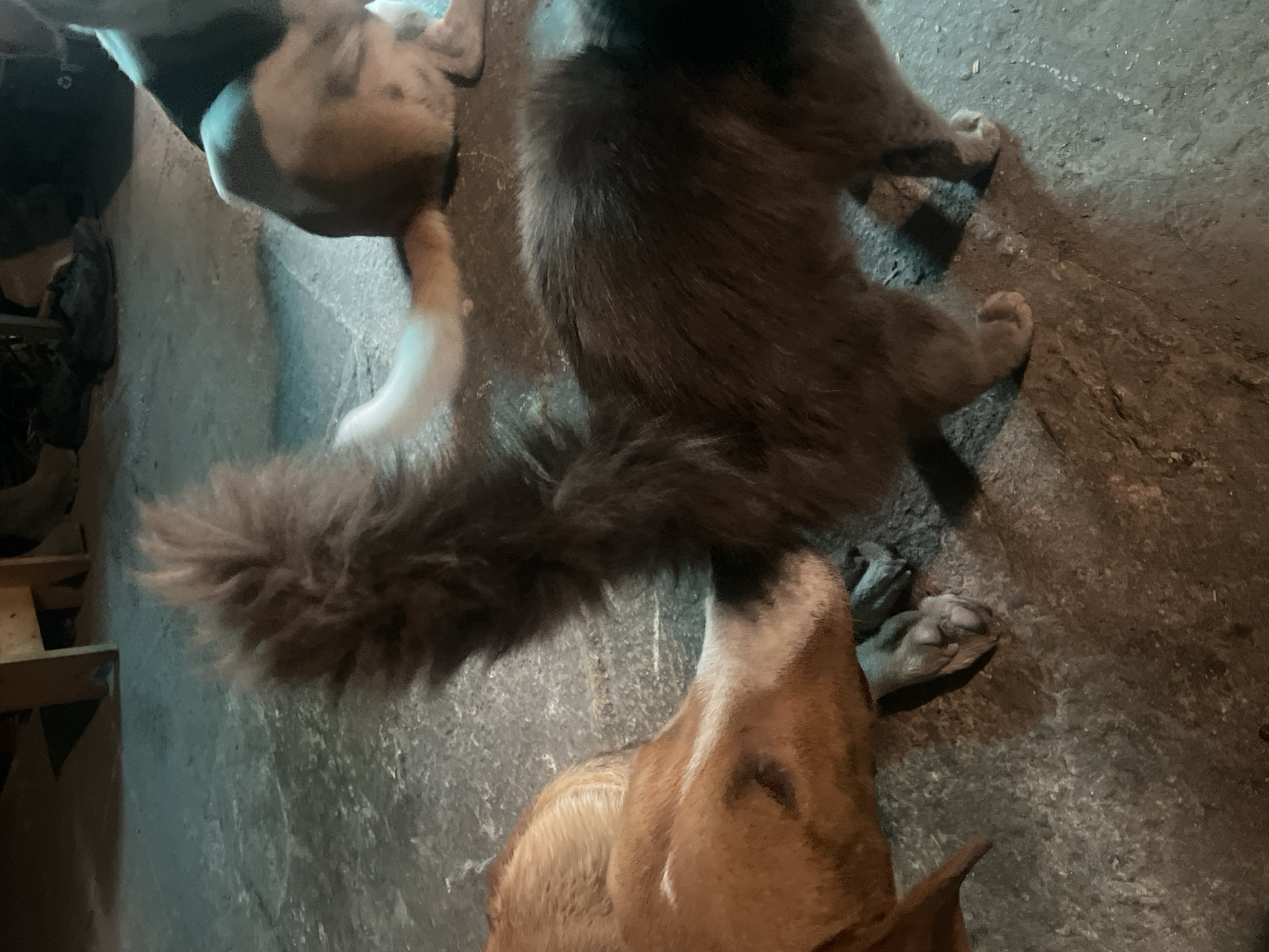 An overhead shot shows a dog sniffing the tail of a long-haired grey cat. Another dog is visible in the upper-left corner. The scene takes place on a concrete surface. The location is unspecified except for the mention of Olginka, Russia, though there is no evidence of the location in the image.