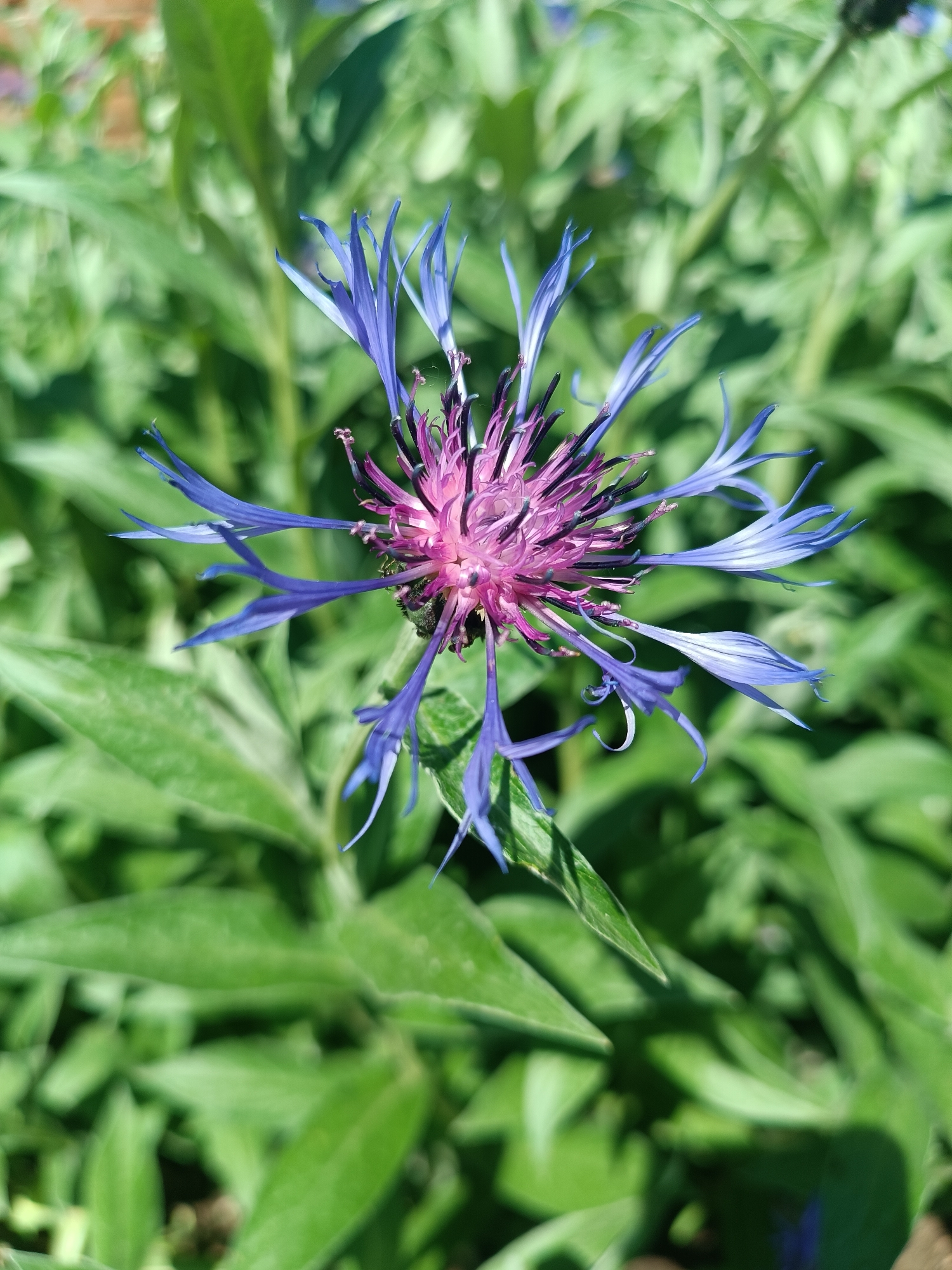 A close-up, eye-level shot of a single purple and blue Stokes aster flower in bloom. The flower is centered in the frame, surrounded by green foliage. The foreground and background are filled with blurry leaves. The location is Chaikovsky, Russia.