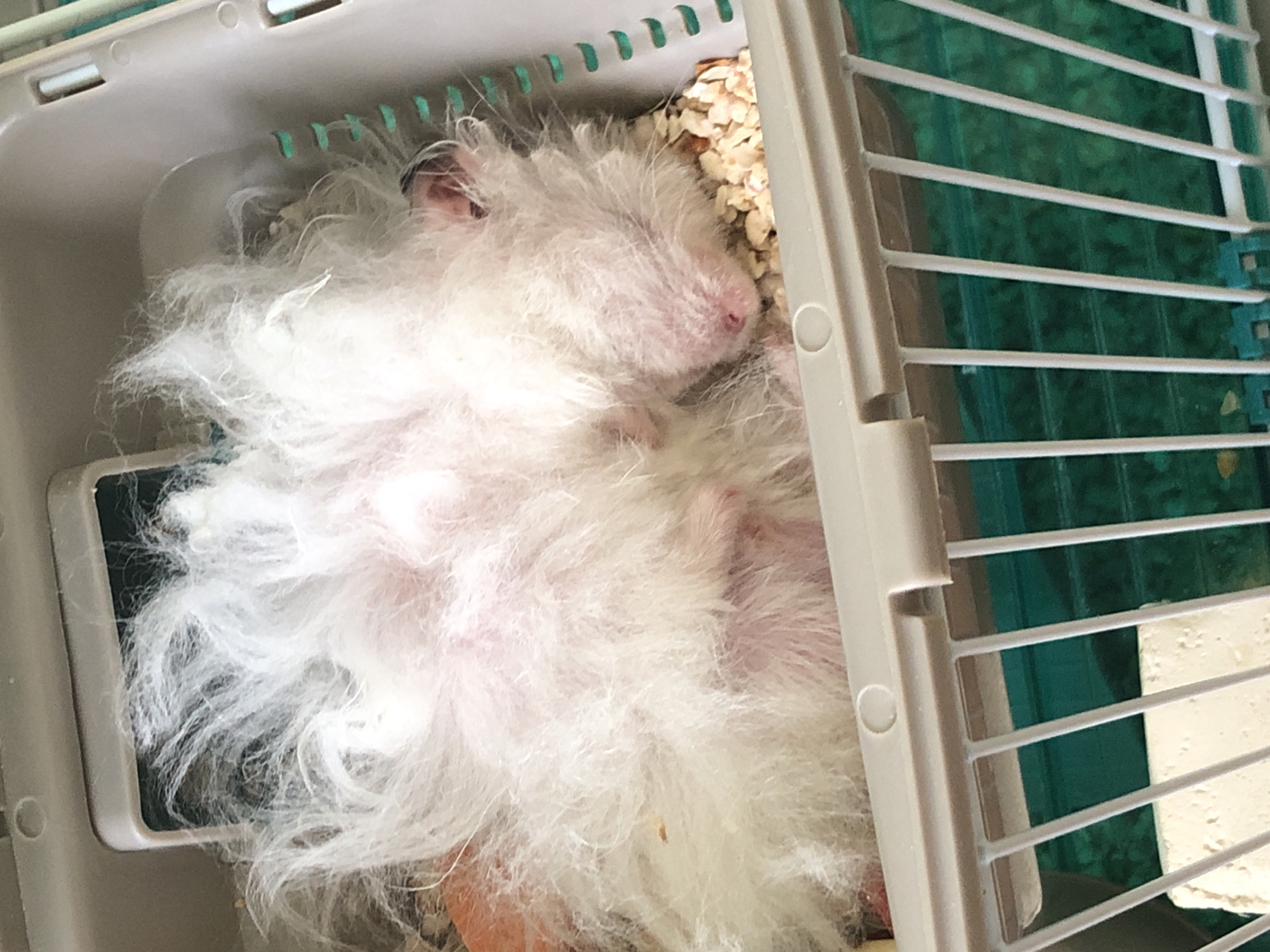 A white hamster is sleeping on its back in a pet carrier. The hamster's fur is long and fluffy, and its eyes are closed. The hamster is surrounded by wood shavings, which serve as bedding. The pet carrier is made of plastic and has a wire grate on the front. The background is blurred, but it appears to be indoors. The image does not contain any information that would allow for its location in the city of Solikamsk, Russia.