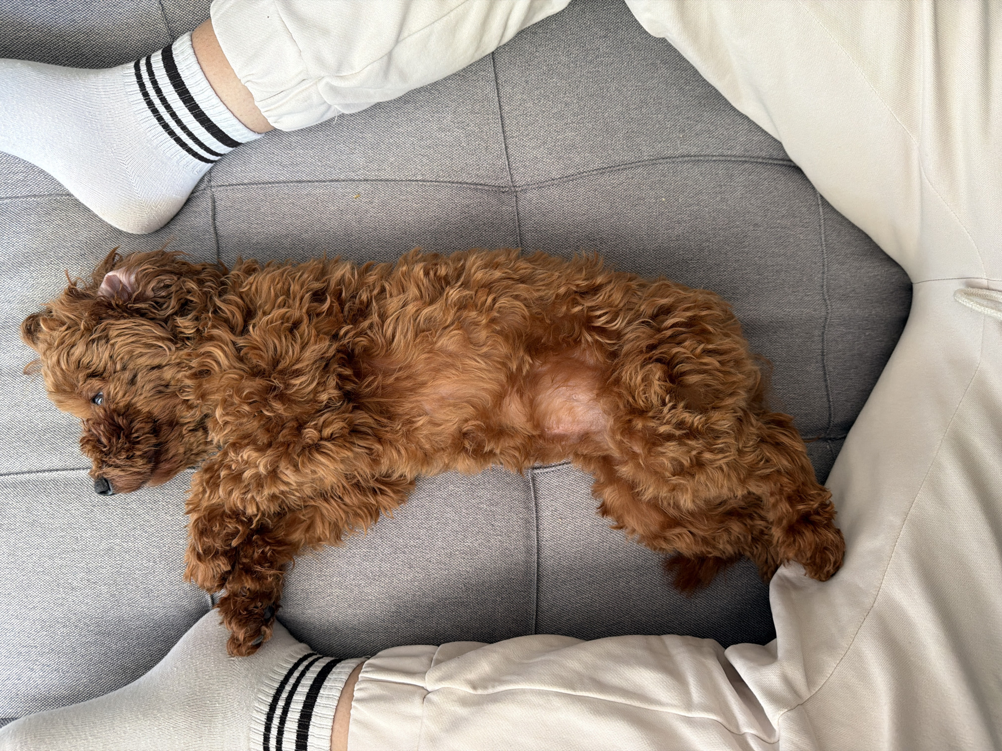 A small, curly, light brown dog is lying on its back on a gray sofa. The dog appears relaxed and is looking up and to its left. The paws of a person wearing white socks with black stripes and light-colored pants are visible on either side of the dog, suggesting the dog is between their legs. The background is a plain gray sofa with a stitched pattern. The image is taken from a top-down perspective. This scene could be in any residential location, including a home in Noevtsi, Bulgaria.